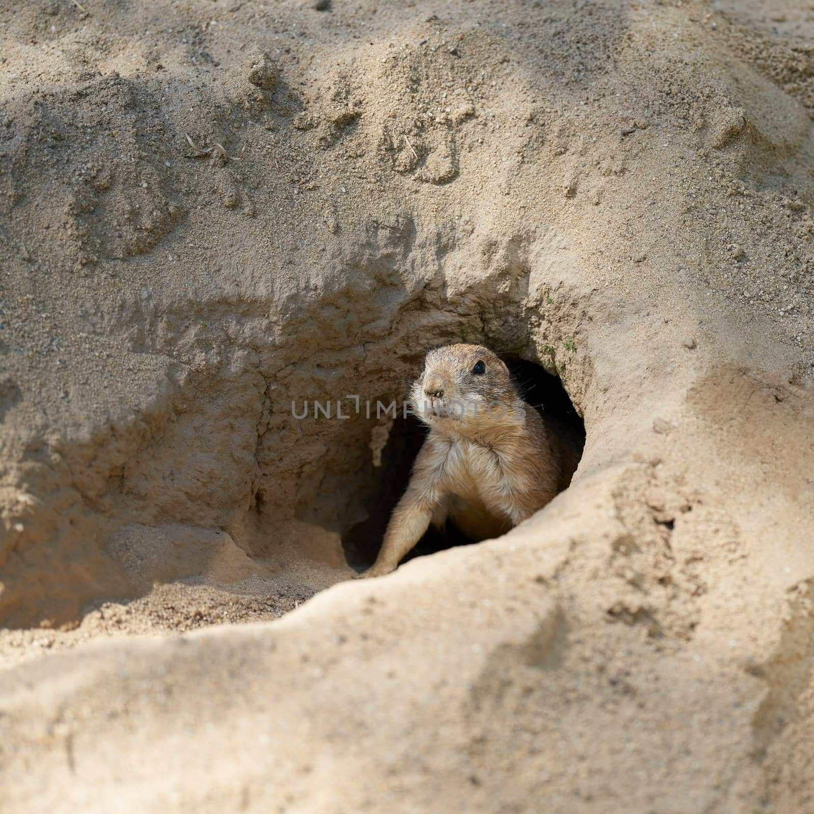 vigilant prairie dog, Cynomys ludovicianus looks out of its den and keeps watch for enemies