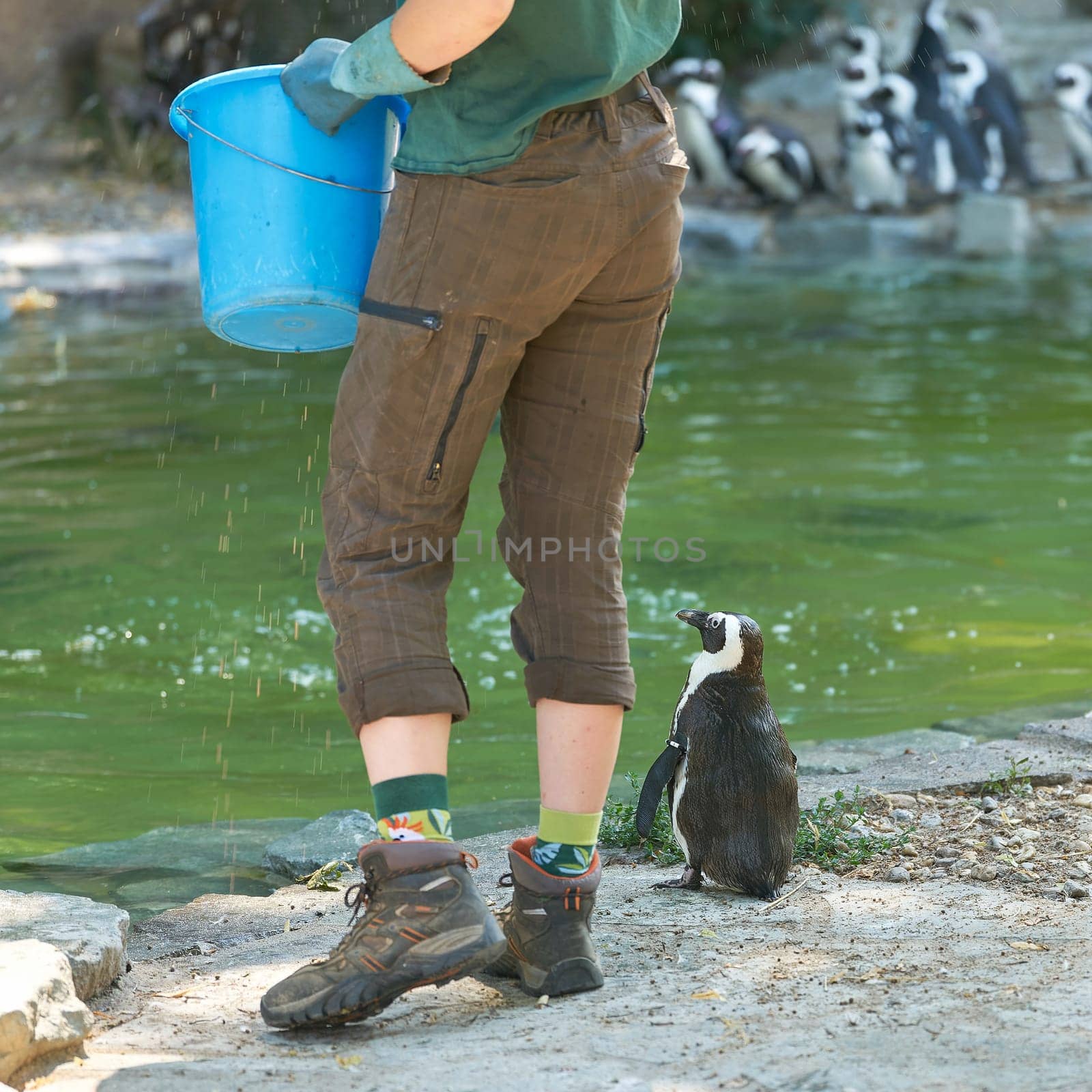 single penguin waiting for a fish during a feeding session