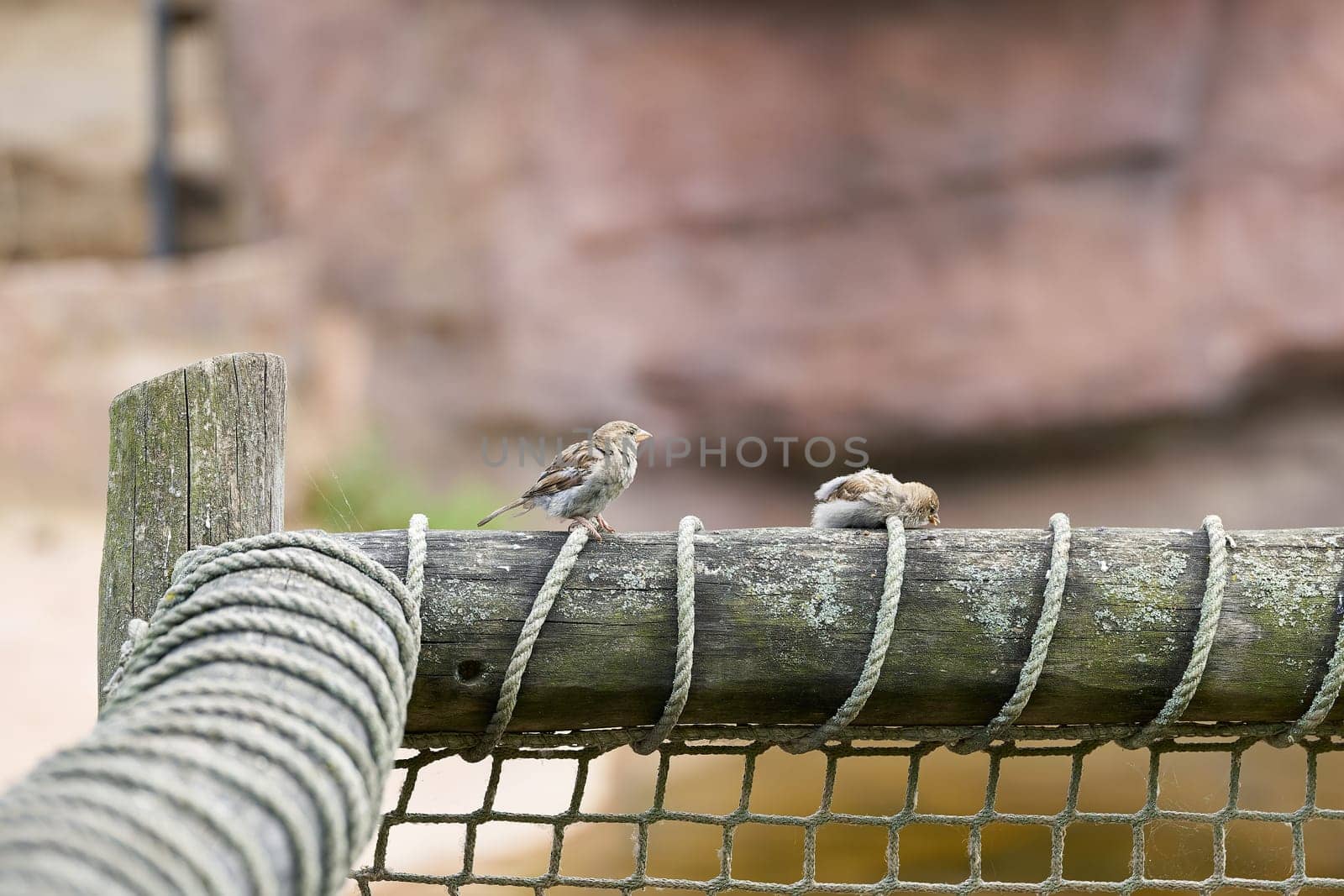two sparrows sitting on a fence and resting