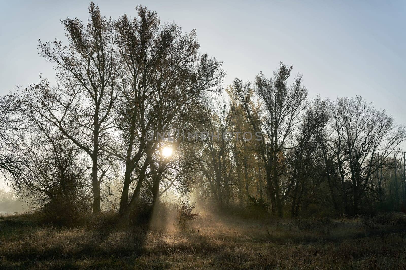 Sunrise in the protected landscape area Zuwachs-Külzauer Forst near Magdeburg in Germany on the Elbe cycle path