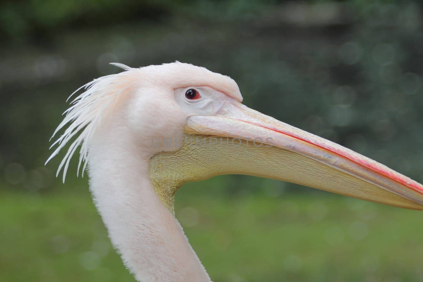The Dalmatian pelican (Pelecanus crispus) is a massive member of the pelican family.Der Krauskopfpelikan (Pelecanus crispus) gehört zur Familie der Pelikane (Pelecanidae)