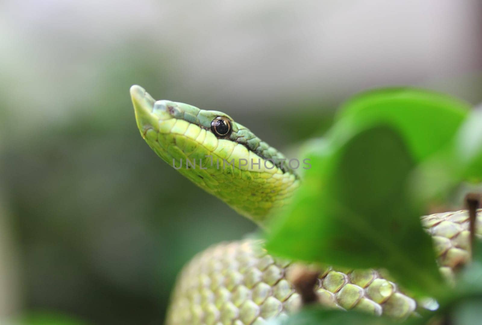 Philodryas baroni, common name Baron's green racer, is a species of mildly venomous snake in the family Colubridae. The species is endemic to South America.Bei der Langnasen Strauchnatter handelt es sich um eine Trugnatter. Sie verfügt über Giftzähne, die sich im Gegensatz zu anderen Giftschlangen weit hinten am Oberkiefer befinden