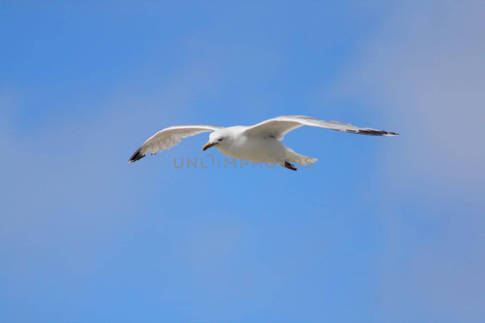 Close-up of a flying gull, with blue sky background .Nahaufnahme einer fliegenden Silbermöwe, mit blauem Himmel im Hintergrund.