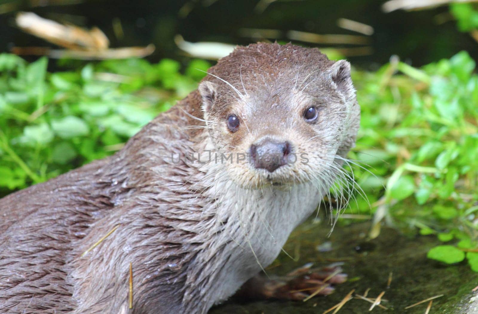 The Eurasian otter (Lutra lutra), also known as the European otter, Eurasian river otter, common otter, and Old World otter, is a semiaquatic mammal native to Eurasia..Der Fischotter (Lutra lutra) ist ein an das Wasserleben angepasster Marder, der zu den besten Schwimmern unter den Landraubtieren zählt.