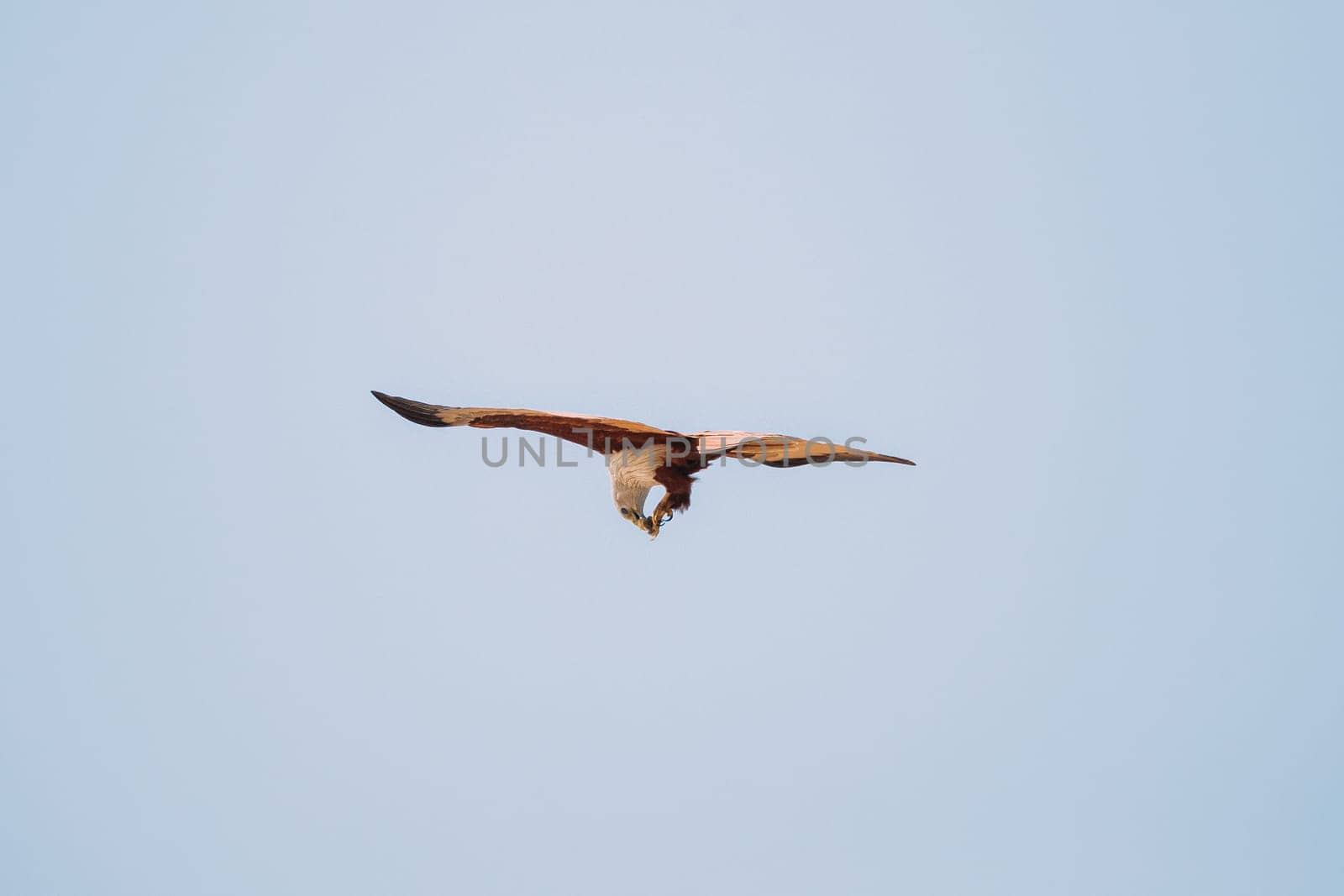 Goa, India. Brahminy Kite Eating Crab In Flight In Blue Sky.