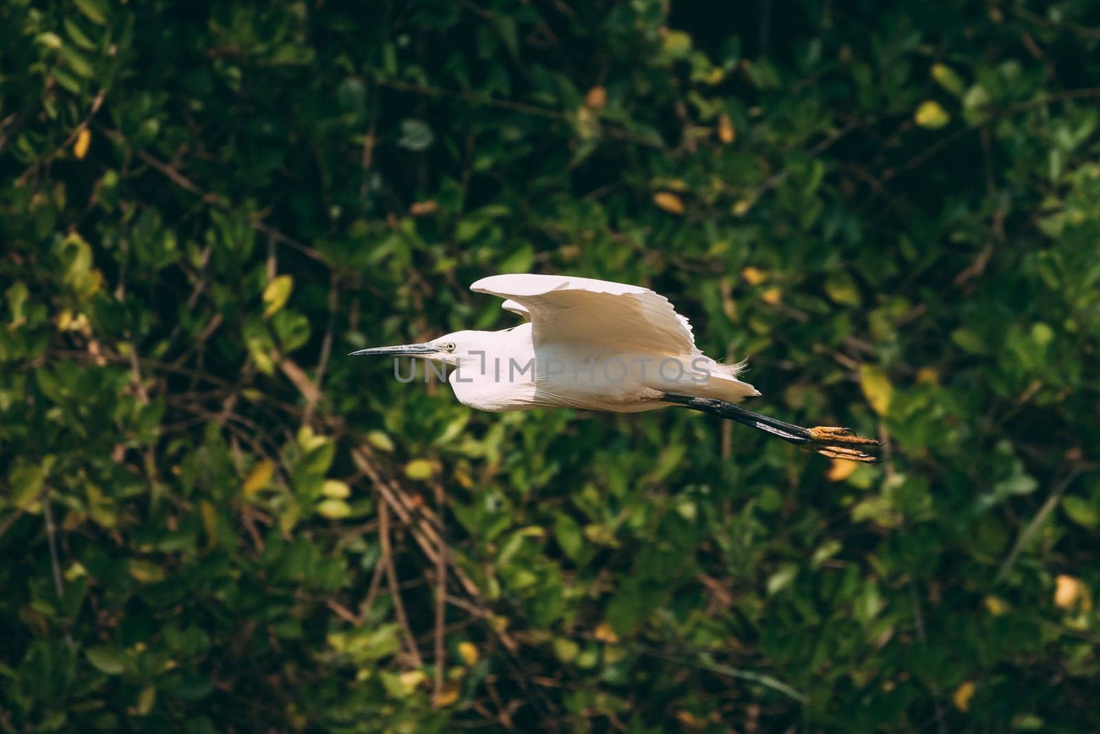 Goa, India. White Little Egret Flying On Background Greenery.