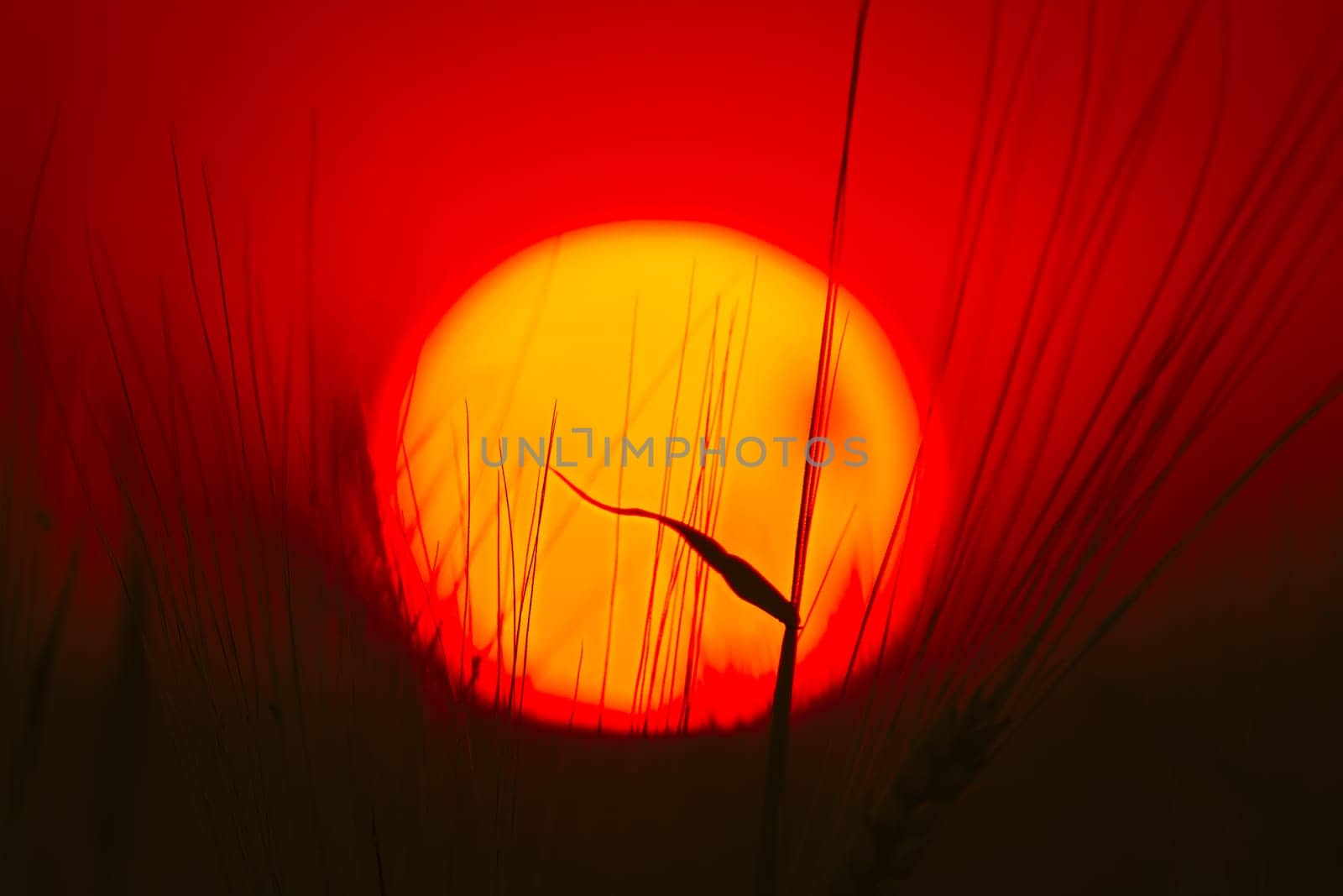 Summer Sun Shining Through Young Wheat Sprouts. Sunset Sunrise Sun. Close up, Details.
