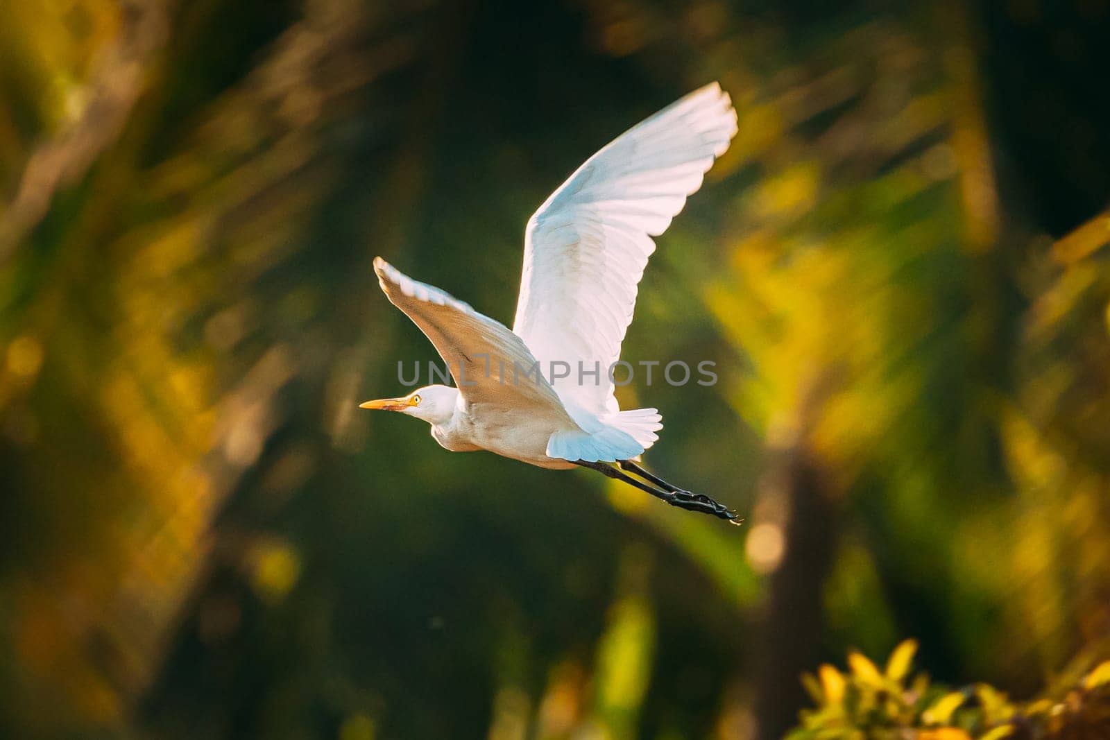 Goa, India. White Little Egret Flying On Background Greenery.