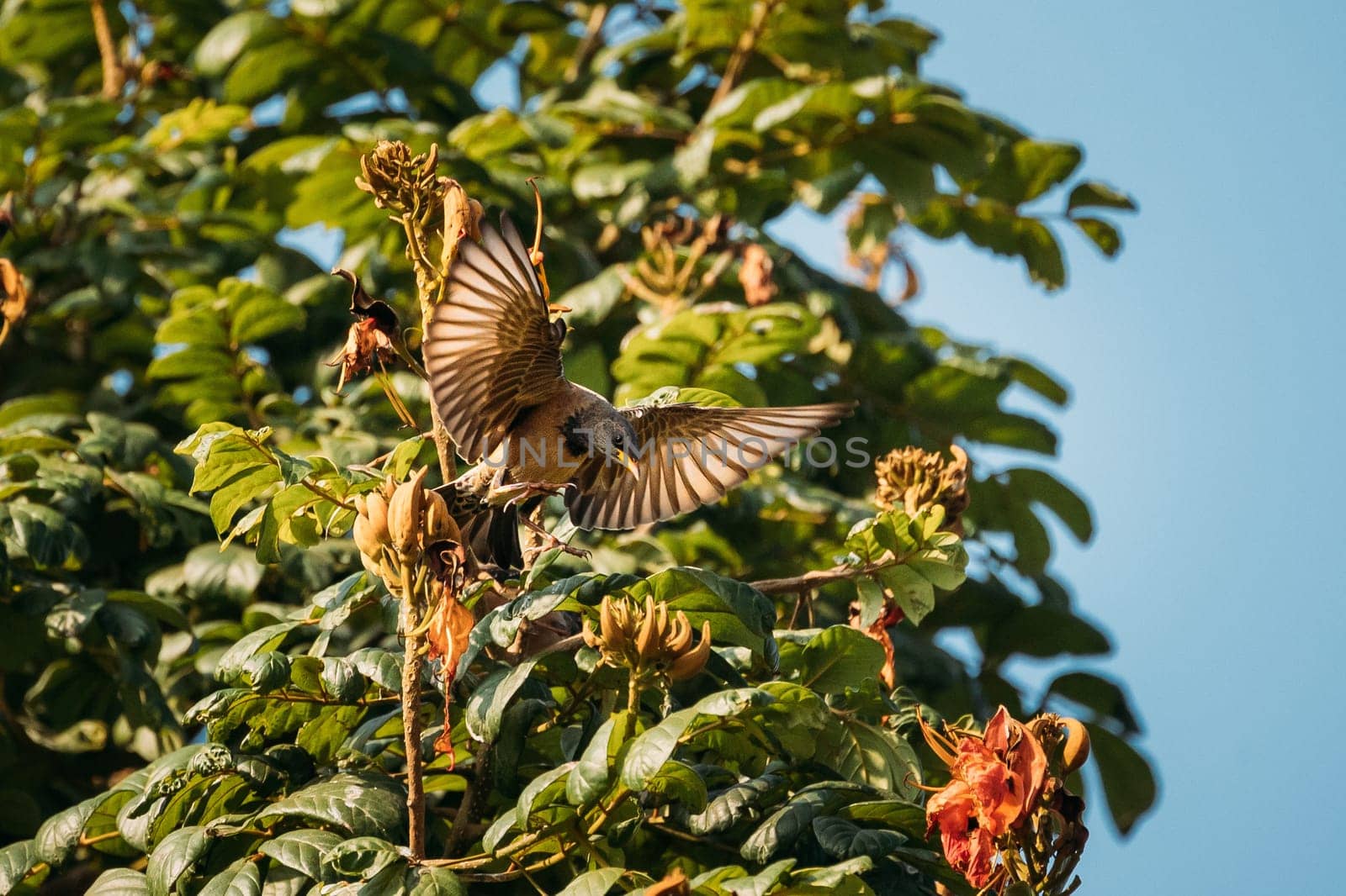 Goa, India. Rosy Starling Birds Taking Off Branches Of Tree.