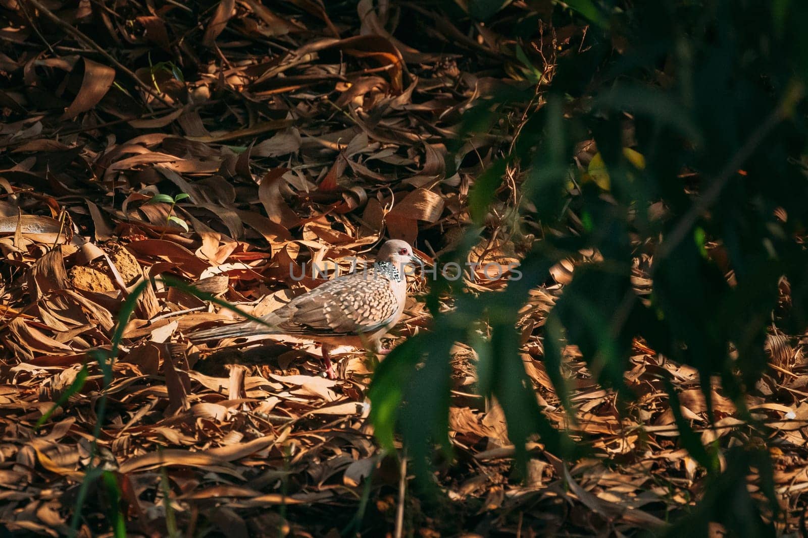 Goa, India. Spotted Dove With Collar Around Neck In Form Of Black And White Spots Walk On Dry Leaves. Population In India Suratensis Have Fine Rufous Or Buff Spots On Back.