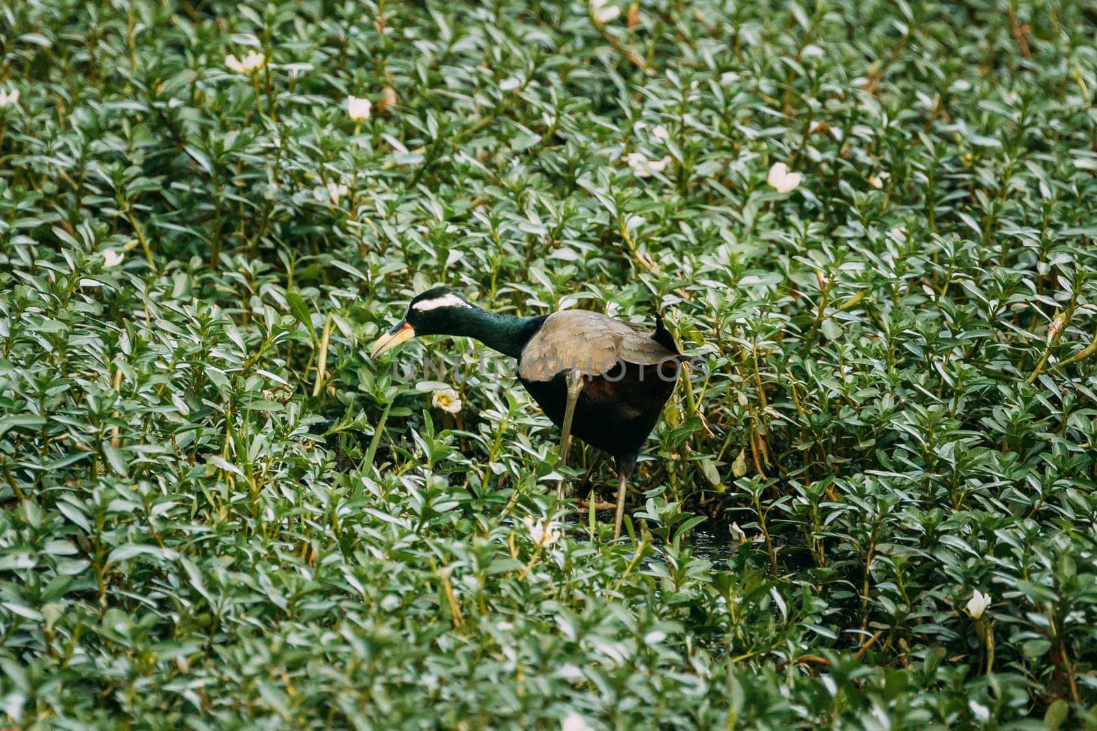 Goa, India. Bronze-winged Jacana Walking And Eating Grass On Green Meadow.
