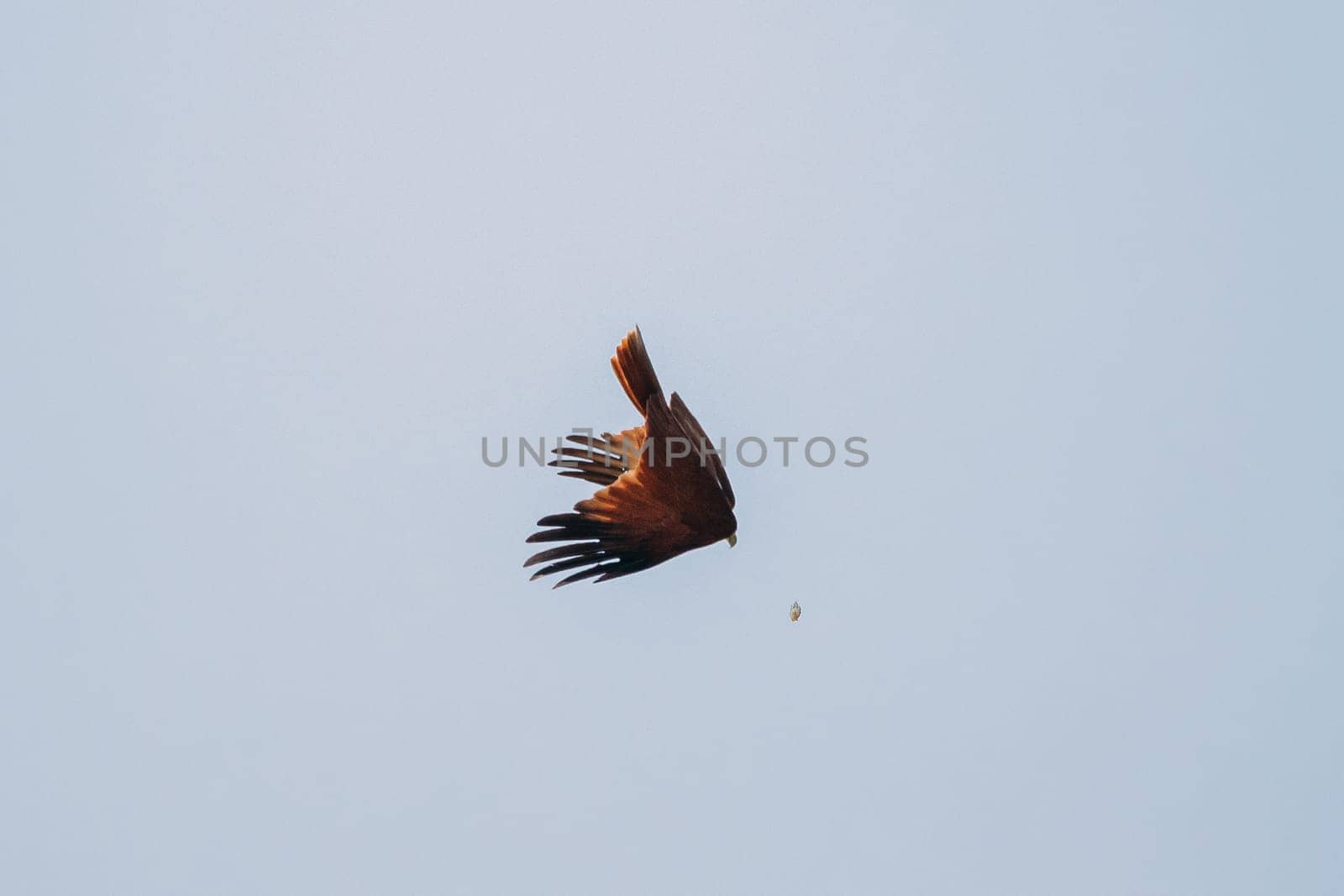 Goa, India. Brahminy Kite Throwing Crab In Flight In Blue Sky.