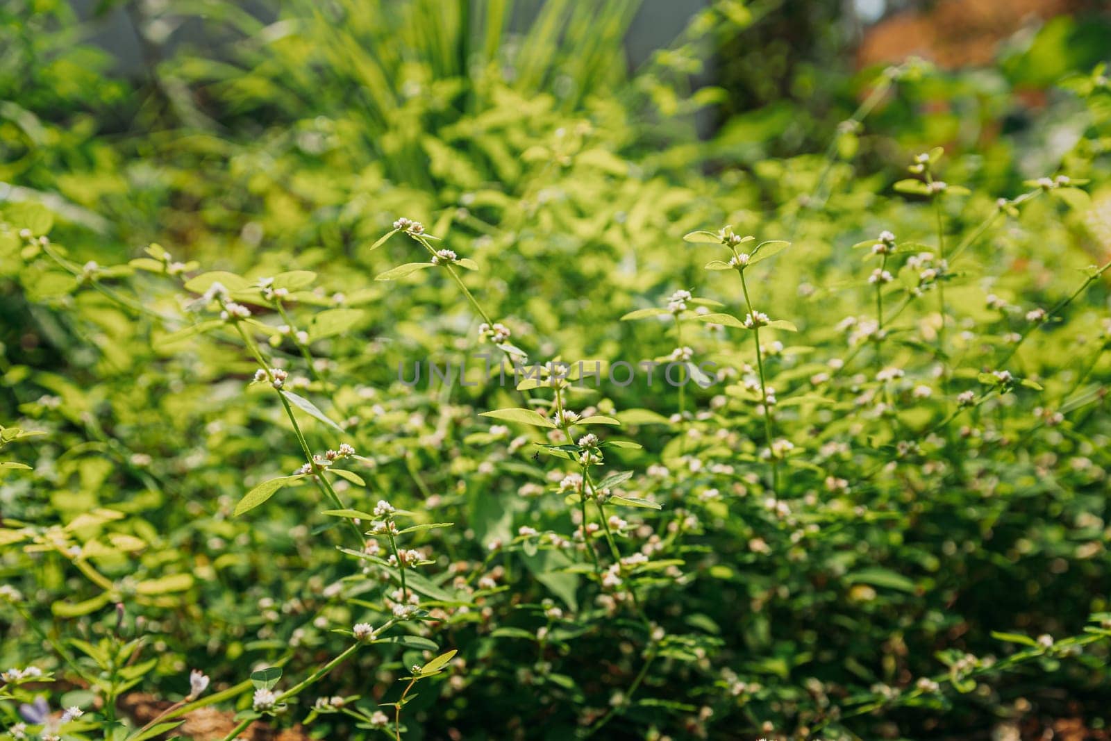 Goa, India. Flower Of Cymbopogon, Also Known As Lemongrass Or Barbed Wire Grass In Sunny Light.