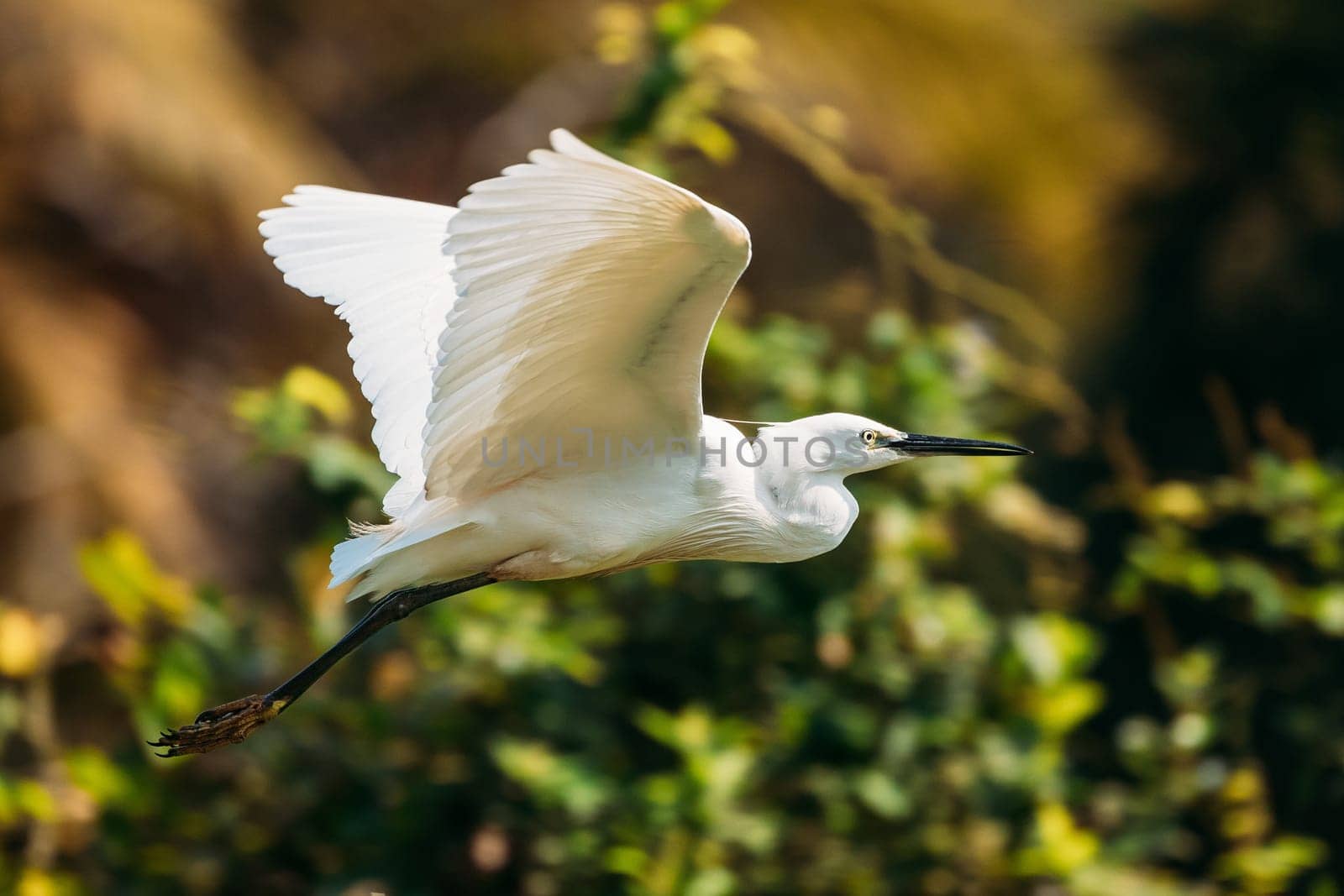 Goa, India. White Little Egret Flying On Background Greenery.