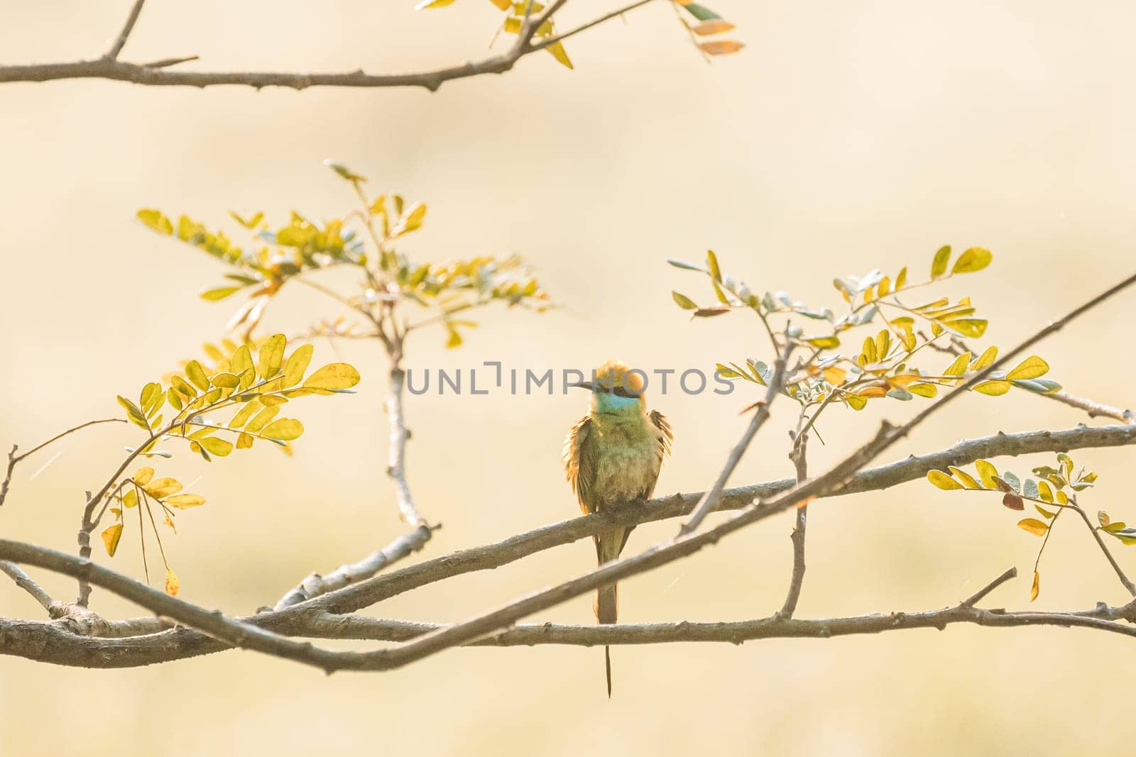 Goa, India. Green Bee-eater Bird Sitting On Branch Of Tree On Blerred Yellow Background.