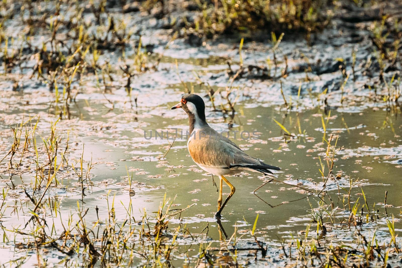 Goa, India. Red-wattled Lapwing Walking On Pond In Warm Summer Weather.