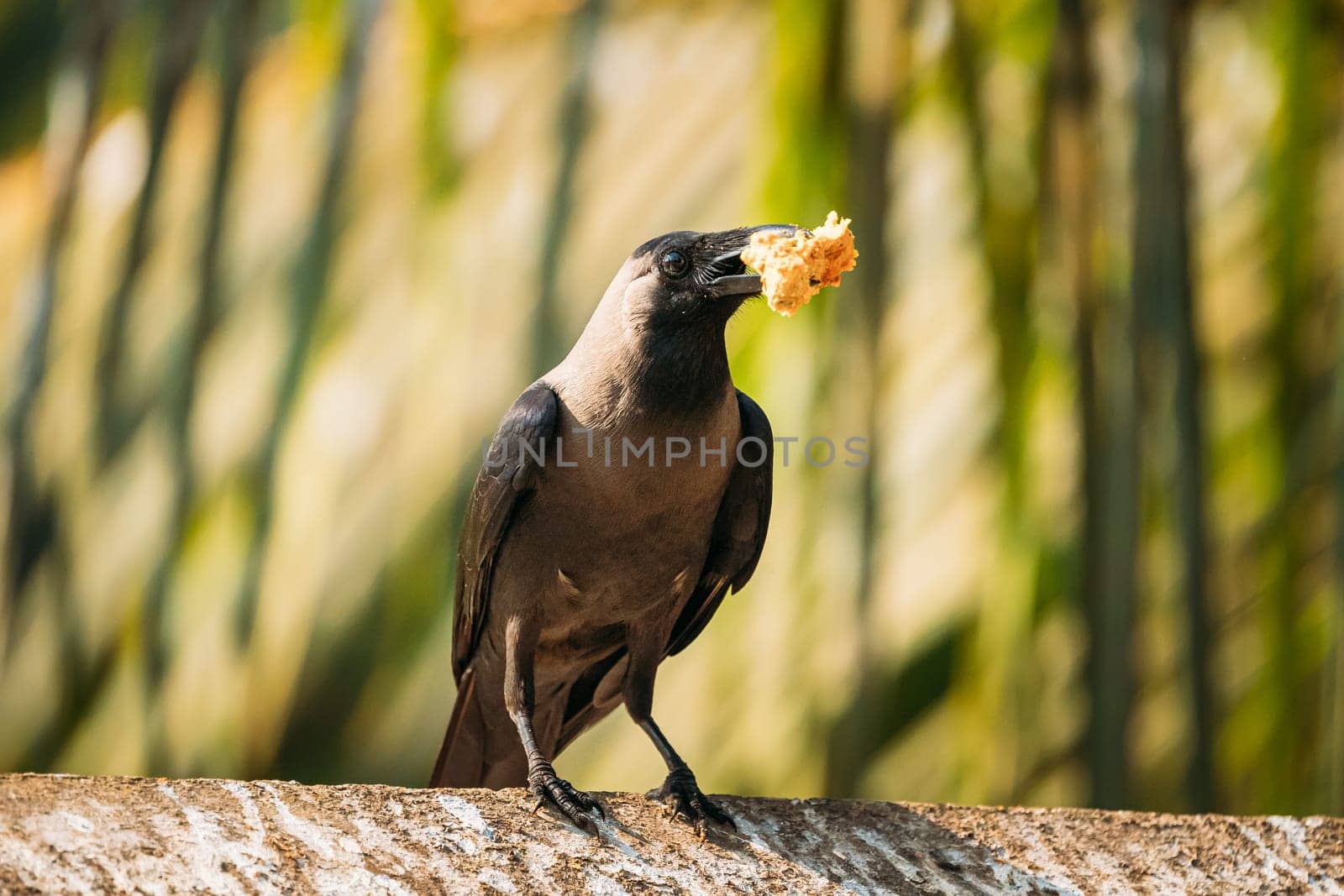 Goa, India. House Crow Sitting On Crossbar With Piece Of Chicken In Beak.