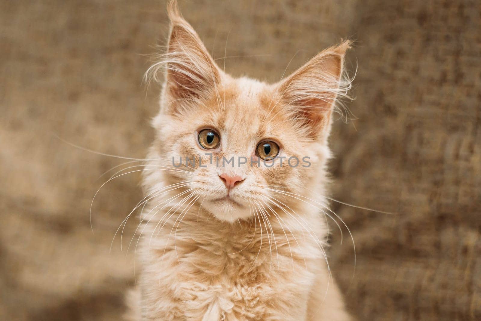 Funny Young Red Ginger Maine Coon Kitten Cat Portrait. Coon Cat, Maine Cat, Maine Shag looking at camera.