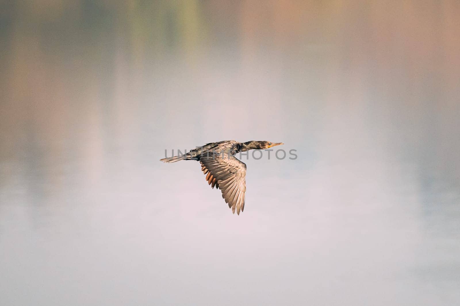 Carambolim Lake, Goa, India. The Indian Cormorant Flying Above Water Surface In Sunny Morning.  Indian Shag (Phalacrocorax Fuscicollis) Is A Member Of The Cormorant Family.