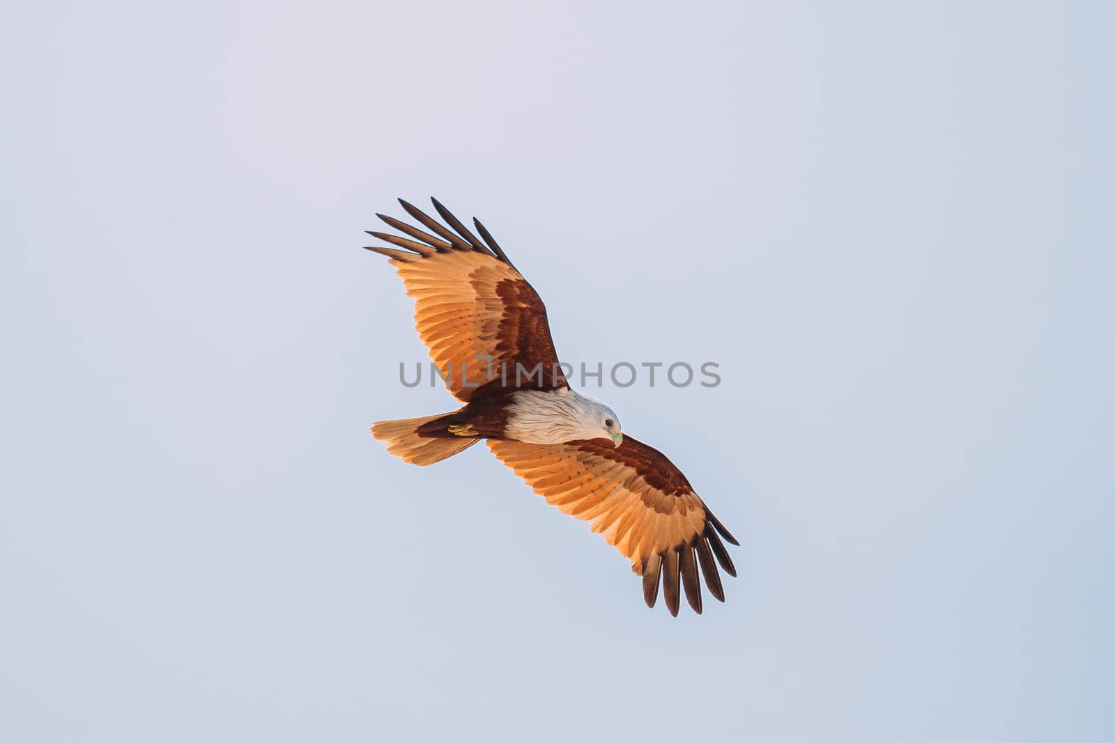 Goa, India. Brahminy Kite Flying In Blue Sky.