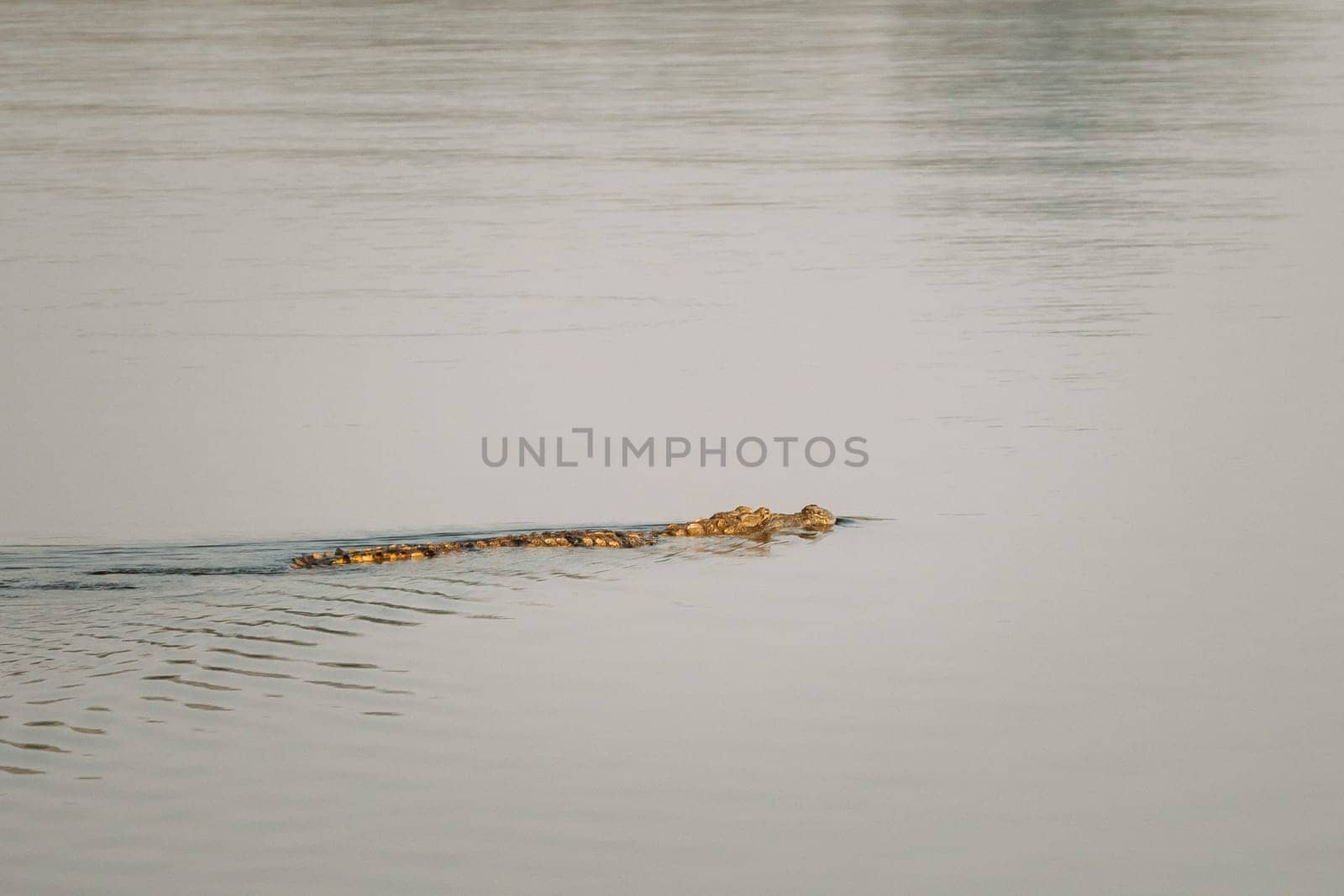 Carambolim Lake, Goa, India. Mugger Crocodile Or Crocodylus Palustris. Marsh Crocodile, Broad-snouted Crocodile Swims in Water.