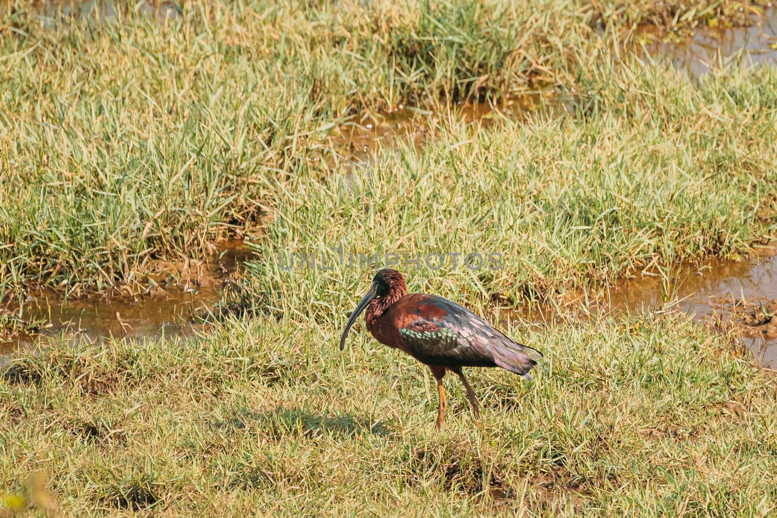 Goa, India. Glossy ibis In Morning Looking For Food In Swamp. Plegadis falcinellus is a wading bird in the ibis family Threskiornithidae.