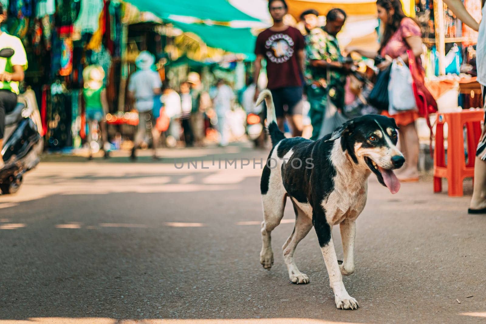 Anjuna, Goa, India. Dog walking Across The Anjuna Market