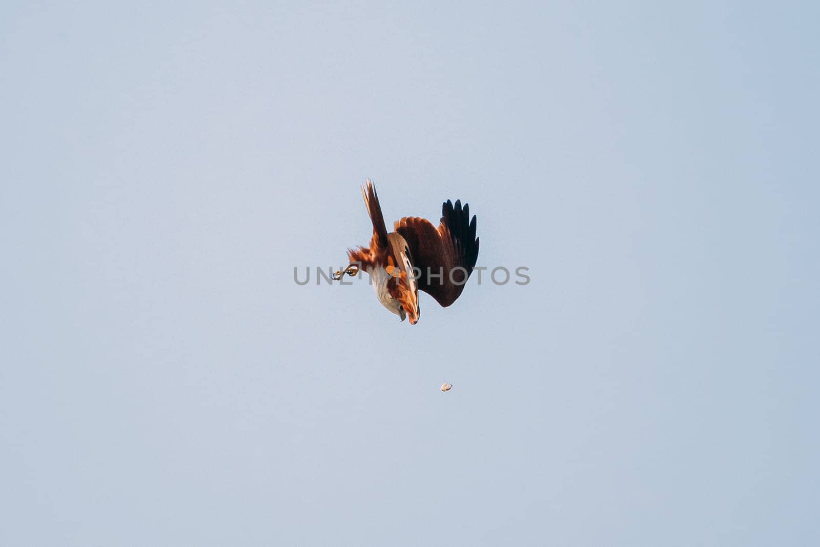 Goa, India. Brahminy Kite Throwing Crab In Flight In Blue Sky.