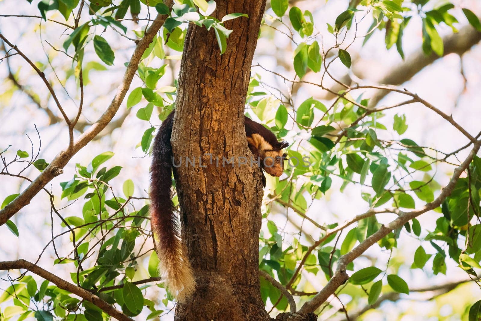Goa, India. Indian Giant Squirrel, Or Malabar Giant Squirrel, Ratufa Indica Resting On Tree. It Is A Large Tree Squirrel Species In The Genus Ratufa Native To Forests And Woodlands In India.