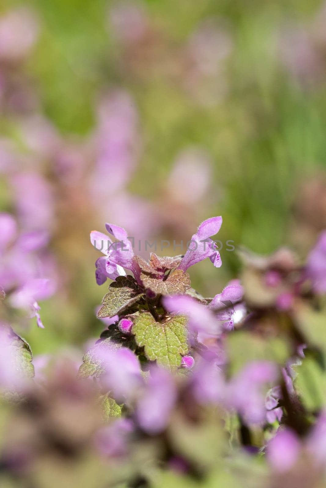 Violet Flowers Of Lamium Purpureum In Summer Field Meadow Witn Blurred Background In Front.