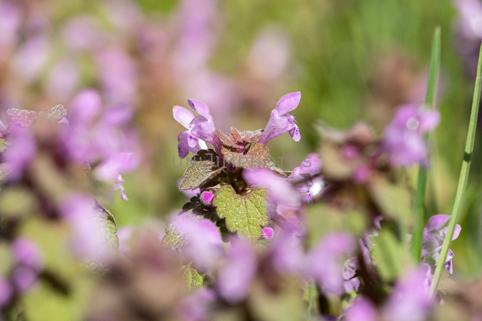 Violet Flowers Of Lamium Purpureum In Summer Field Meadow Witn Blurred Background In Front.
