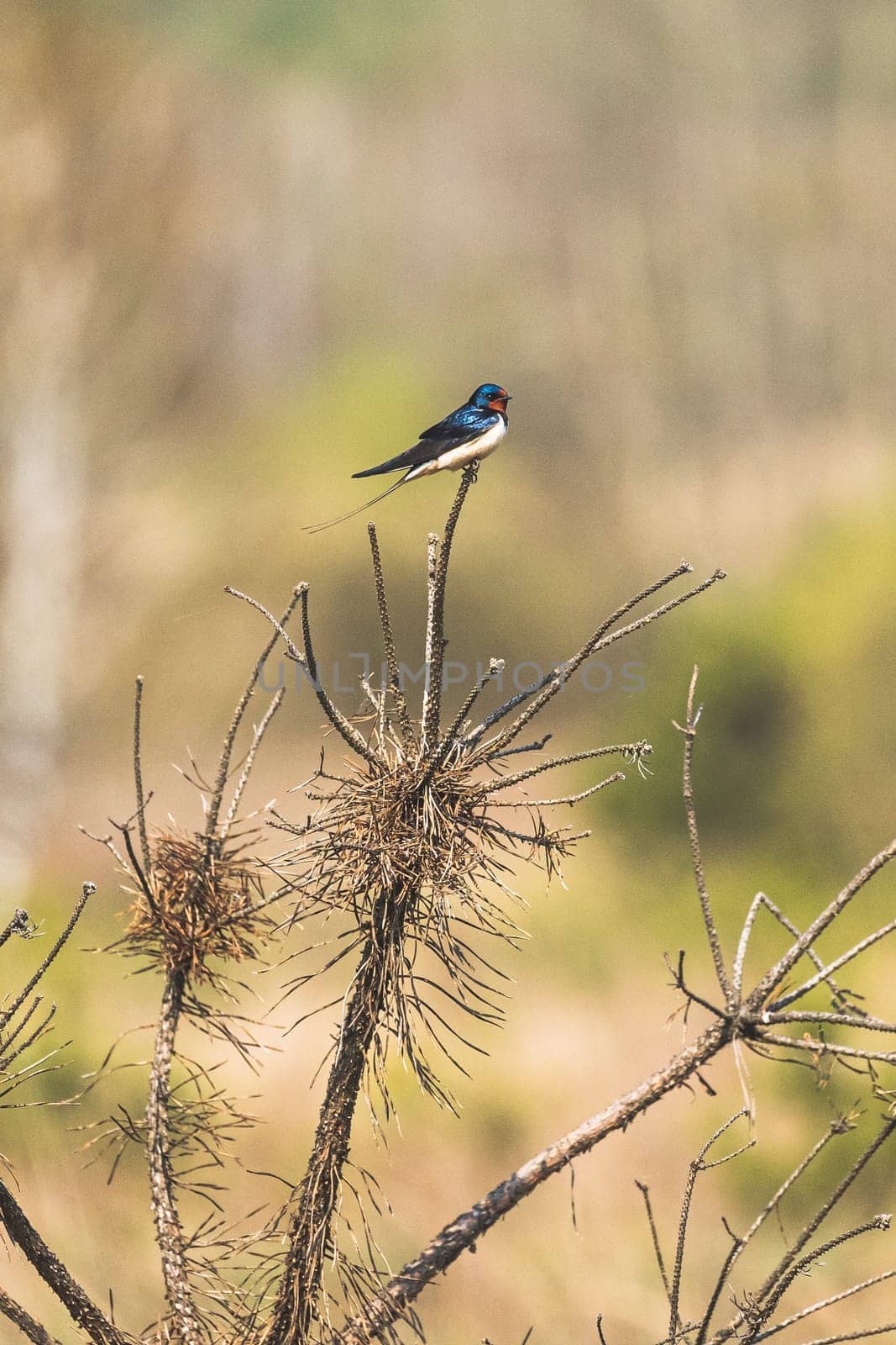 Wild Forest Bird Barn Swallow Sitting On Top Of Dry Pine Branch In Spring Season. Belarus, Belarusian Nature, Wildlife.