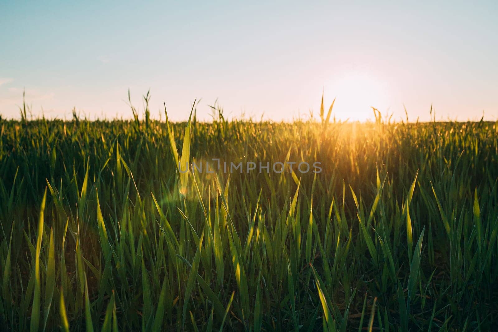 Close Up Young Wheat Shoots In Sunset Sunrise Sunlight. Countryside Rural Field With Young Wheat Sprouts In Spring Summer Evening. Beauty In Agricultural Field.