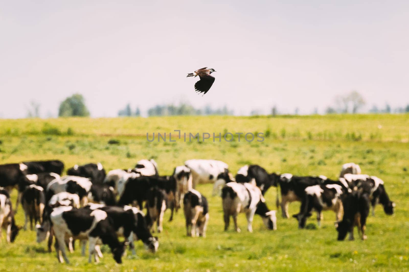 Northern Lapwing Or Peewit Flying Above Grazing Cattle In Field In Summer Day.