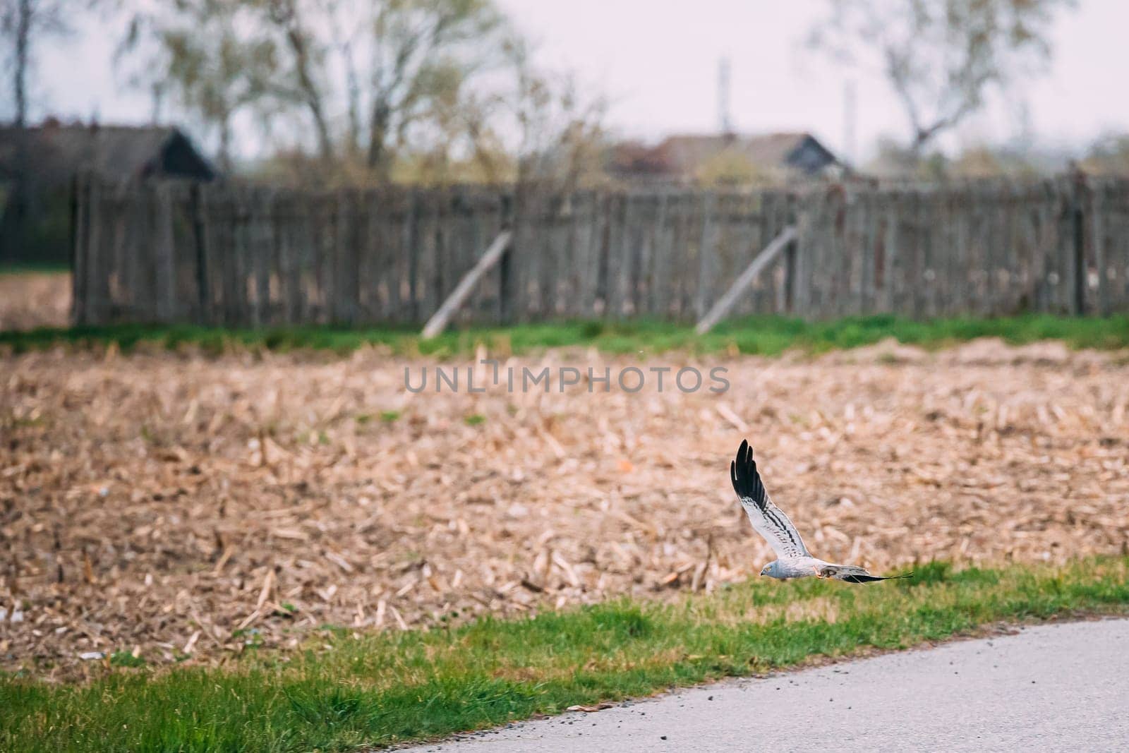 Male Of Montagu's Harrier Bird Landing On Meadow Near Old Wooden Fence.