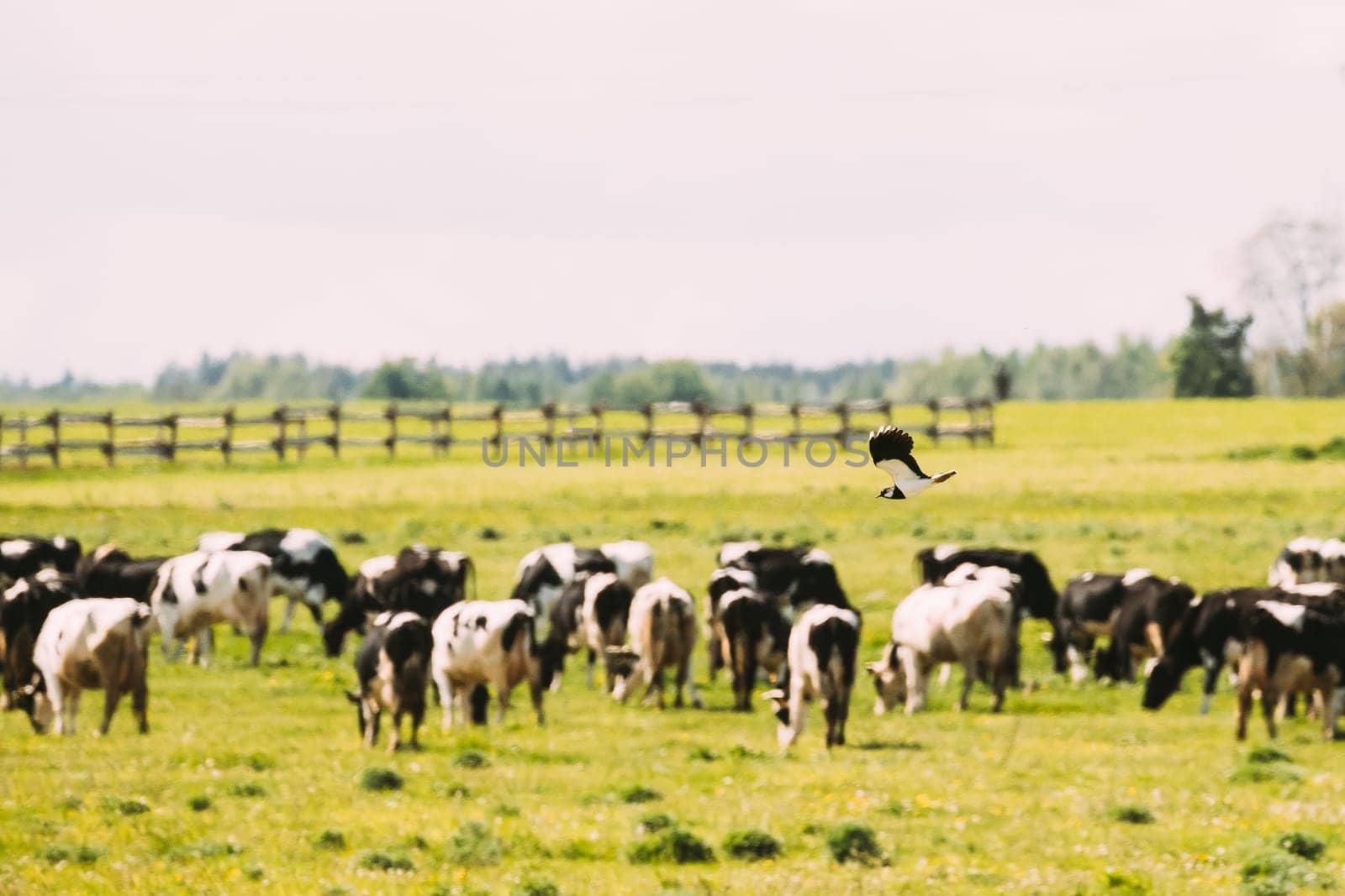 Northern Lapwing Or Peewit Flying Above Grazing Cattle In Field In Summer Day.