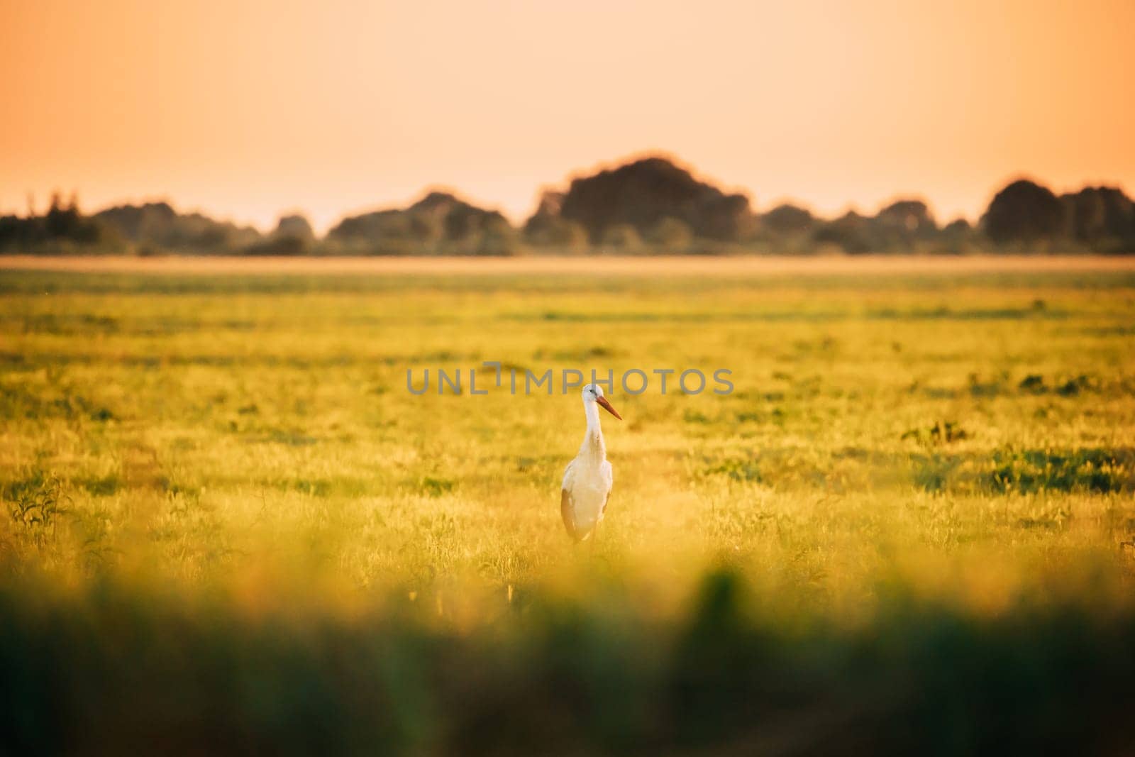 Adult European White Stork Ciconia Ciconia In Summer Meadow Lit By Sunset Sunlight. Wild Bird In Sunny Evening In Belarus.
