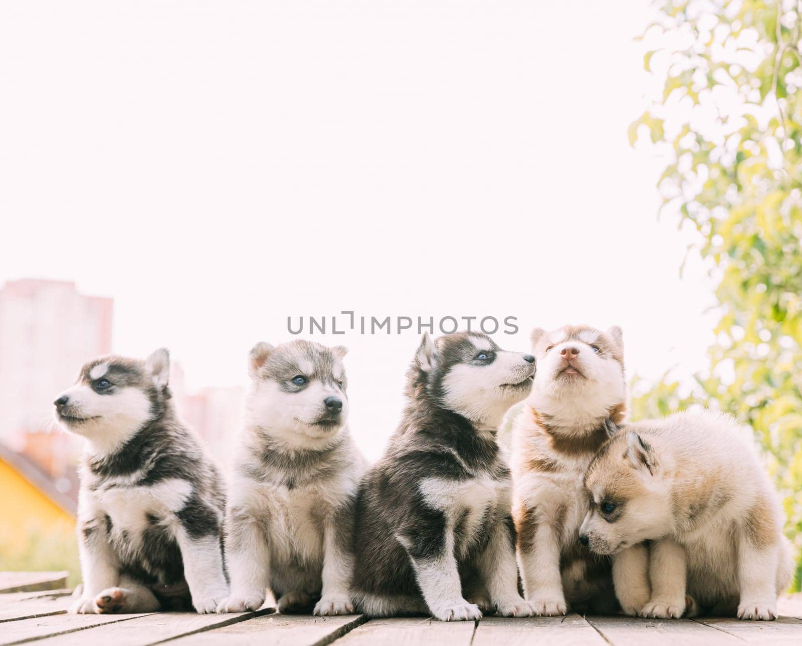 Five Four-week-old Husky Puppy Of White-gray-black-brown Color Sitting On Wooden Floor Together.