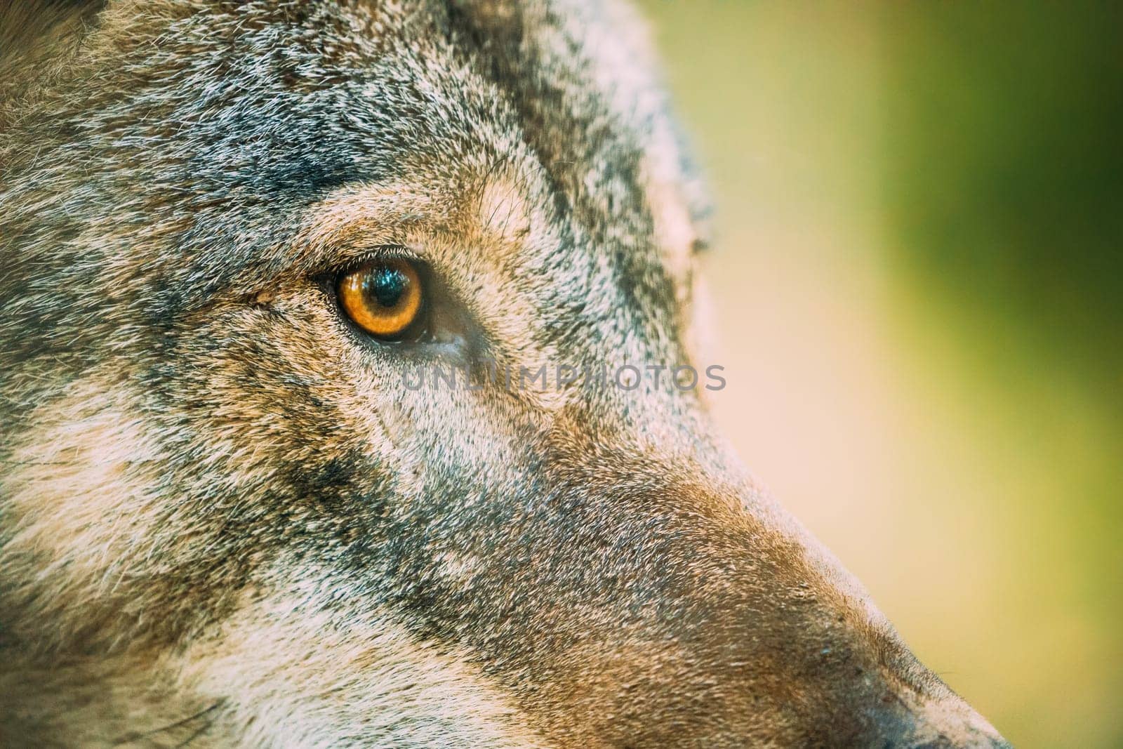 Close Up Eye Pupil Of Canis Lupus, Gray Wolf, Grey Wolf. Wolf Eye.