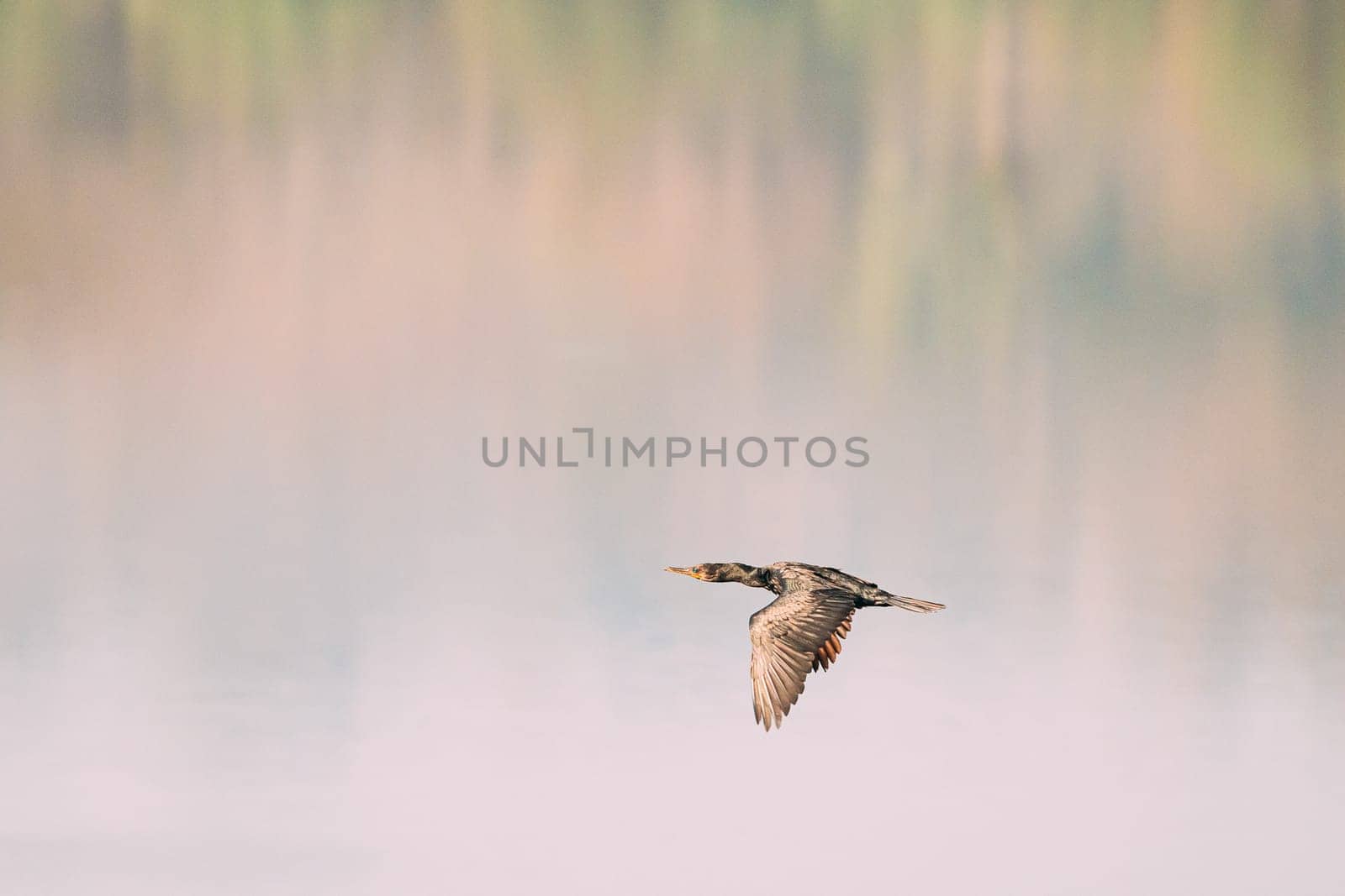 Carambolim Lake, Goa, India. The Indian Cormorant Flying Above Water Surface In Sunny Morning.  Indian Shag (Phalacrocorax Fuscicollis) Is A Member Of The Cormorant Family.