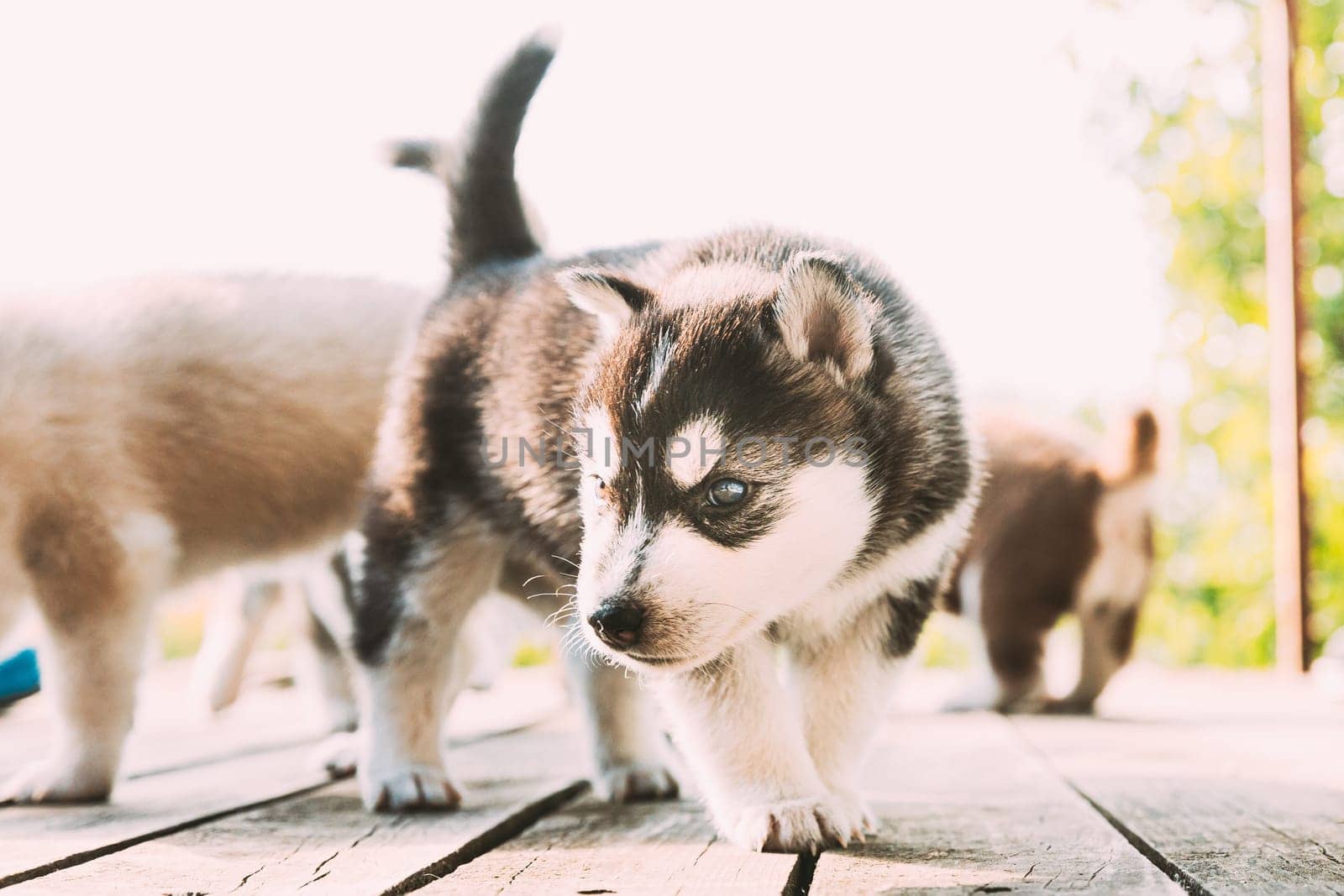 Four-week-old Husky Puppy Of White-gray-black Color Walking On Wooden Floor