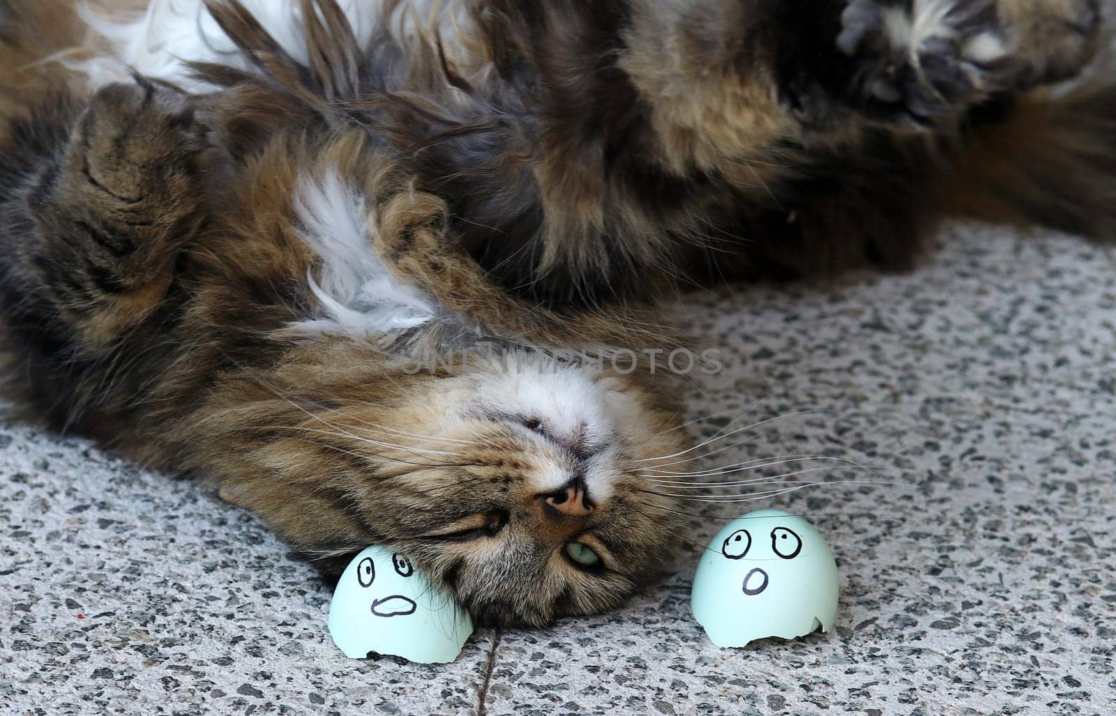 Funny cat photo with Norwegian Forest cat and two eggs
