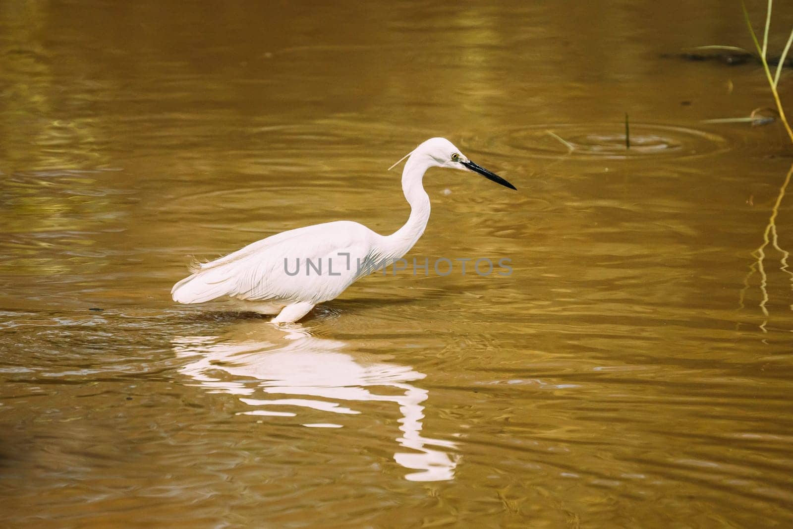 Goa, India. White Little Egret Catching Fish In River Pond.