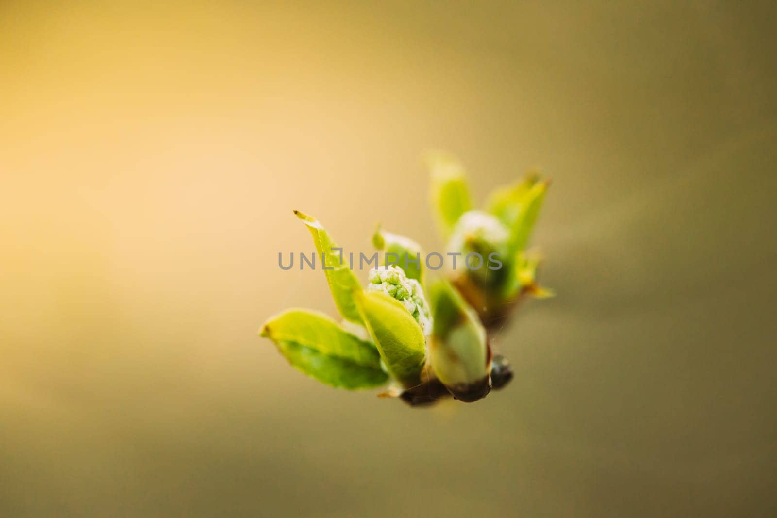 Young Spring Green Leaf Leaves Growing In Branch Of Forest Bush Plant Tree. Young Leaf On Boke Bokeh Natural Blur.