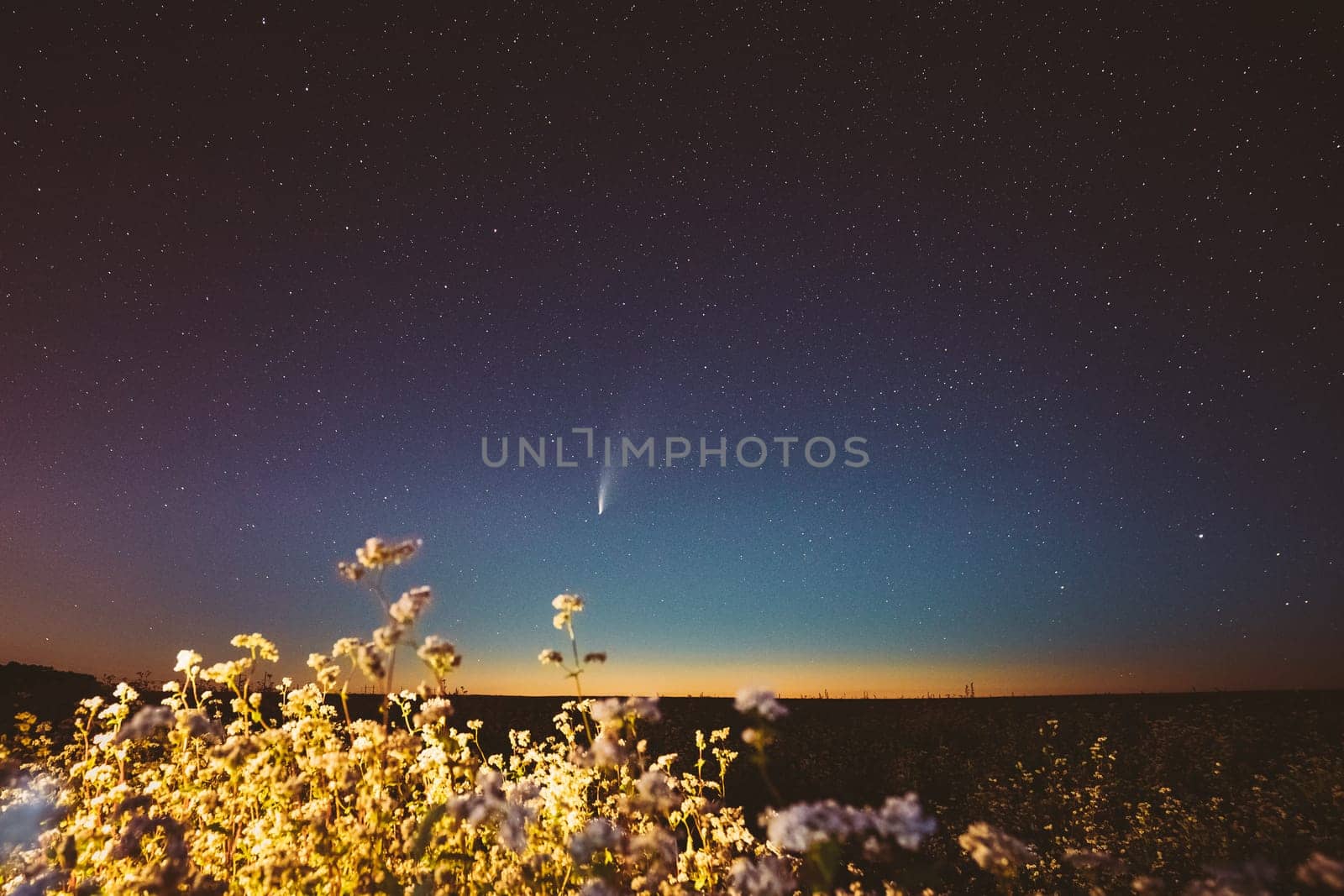 Europe. 18 July 2020. Comet Neowise C/2020 F3 In Night Starry Sky Above Flowering Buckwheat Agricultural Field. Night Stars In July Month. Comet At A Distance Of 104 Million Kilometres.