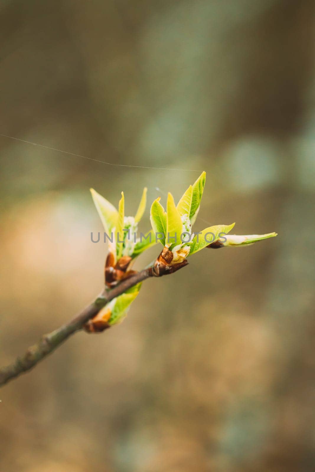 Young Spring Green Leaf Leaves Growing In Branch Of Forest Bush Plant Tree. Young Leaf On Boke Bokeh Natural Blur.