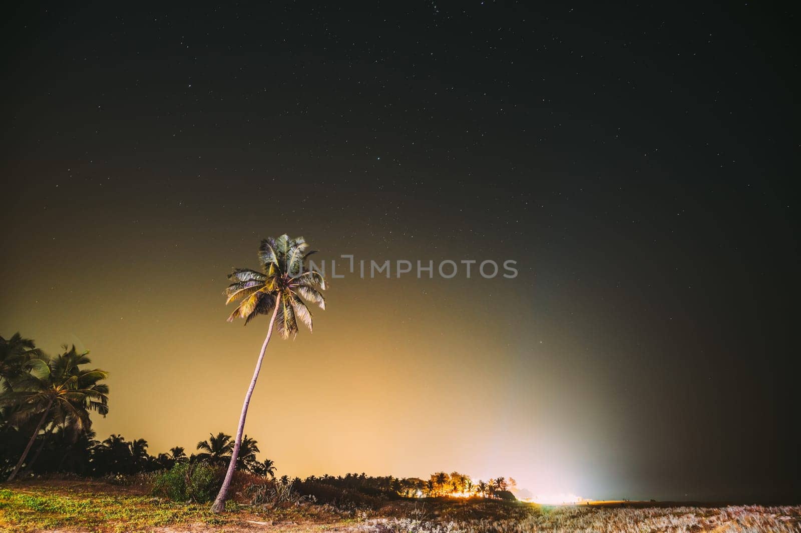 Goa, India. Real Night Sky Stars. Coconut Tree Palm On Background Of Natural Starry Sky.
