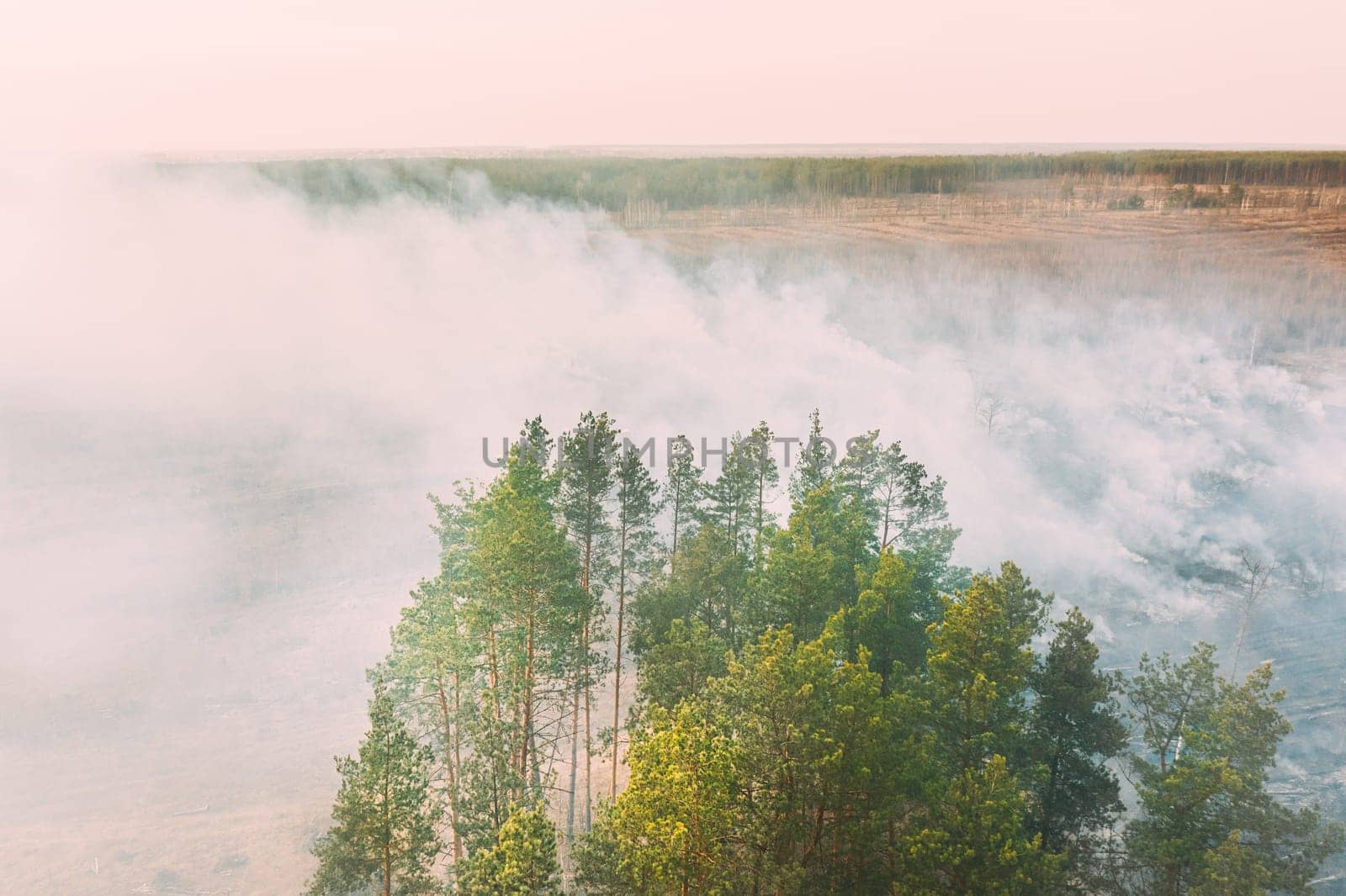Aerial View. Spring Dry Grass Burns During Drought Hot Weather. Bush Fire And Smoke In Pine Forest. Wild Open Fire Destroys Grass. Nature In Danger. Ecological Problem Air Pollution.