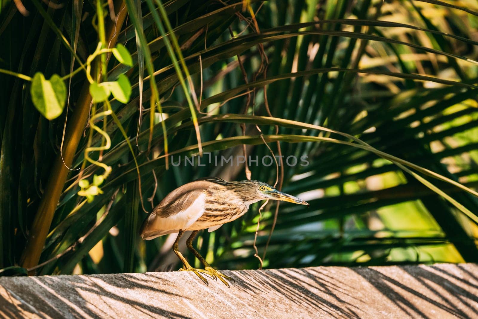 Goa, India. Indian Pond Heron Sitting On Fence In Sunny Day.