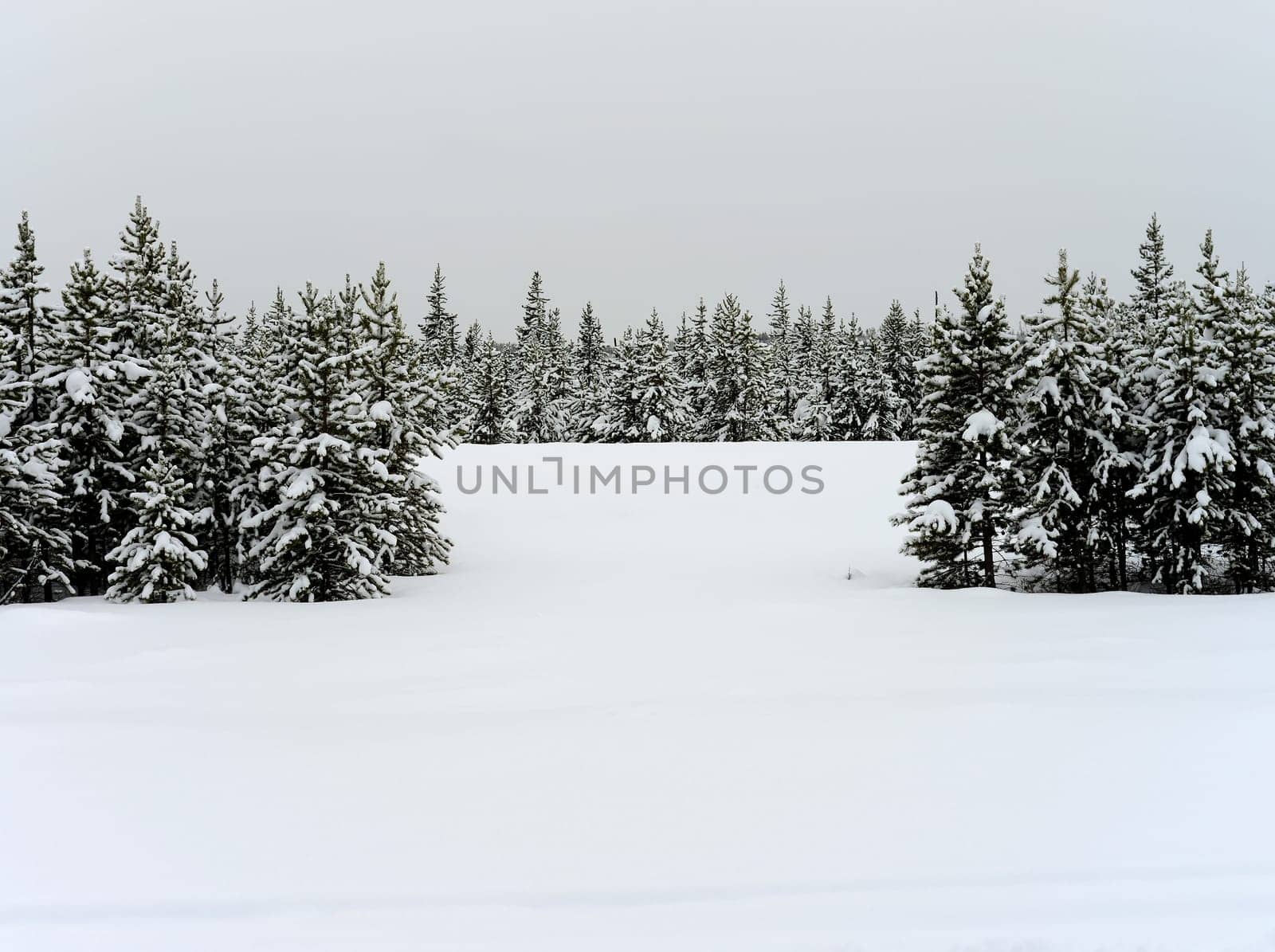Douglas Fir covered with snow in Yellowstone National Park
